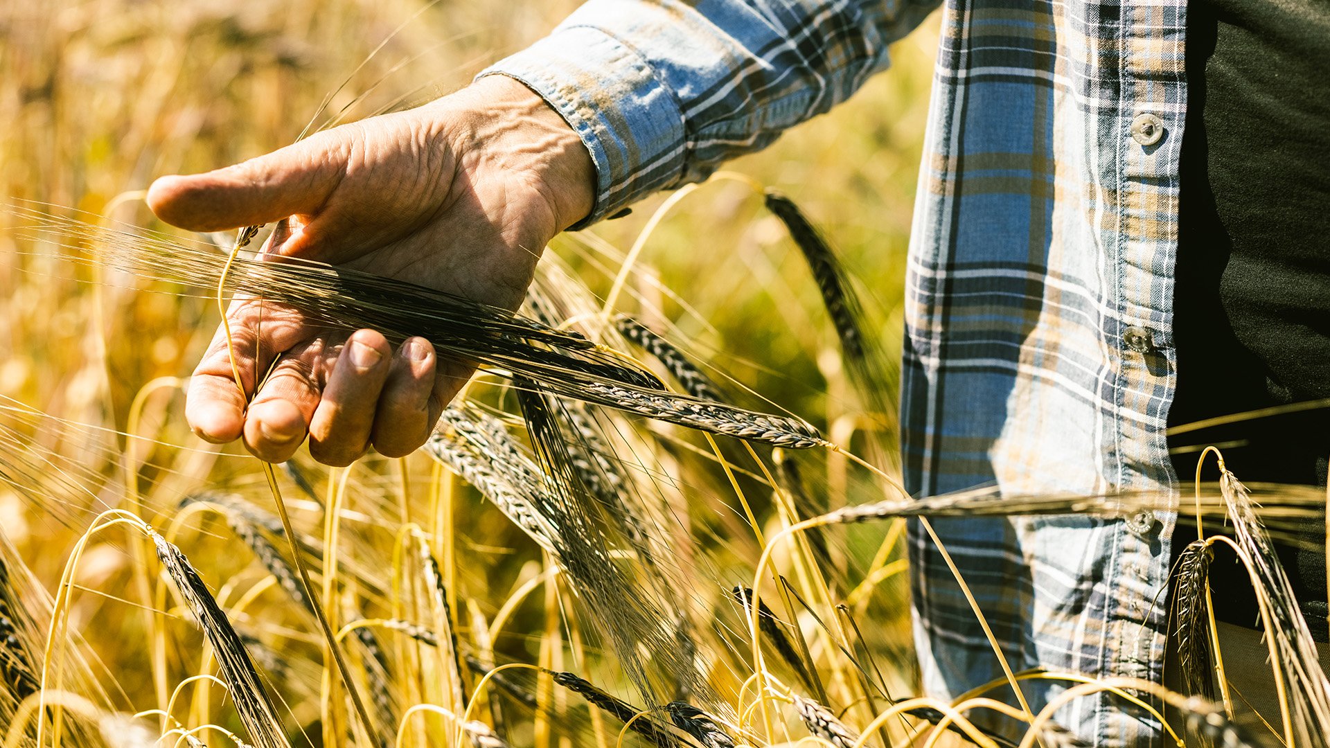 Library_Tasting_Barley_Field_Web.jpg