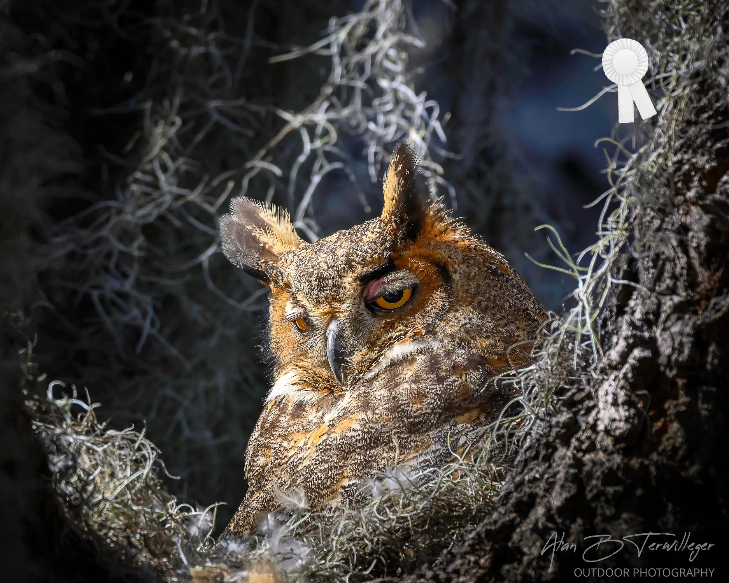 Ember Gaze by Alan Terwilleger - White Ribbon, 2026 1st Triannual Print Competition, FCCC