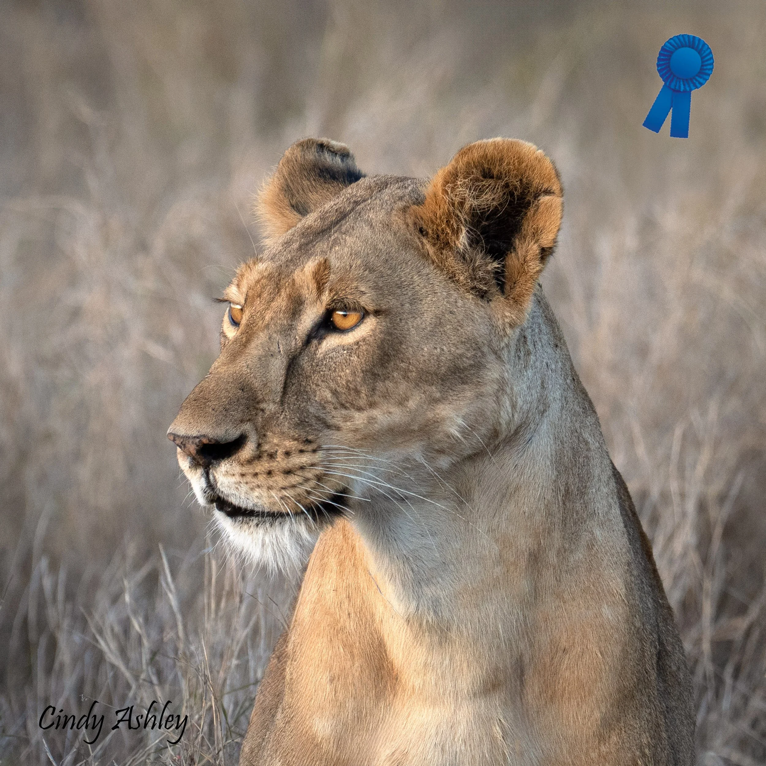 Cindy Ashley 'Grace and Power' Blue Ribbon FCCC 3rd Triannual Digital Competition (Animal) 