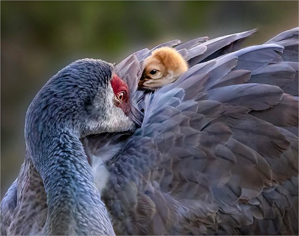 Diane Brunovsky - "Hide and Beak" - Blue Ribbon: F3C !st Triennial Digital Competition 2025 - Animals