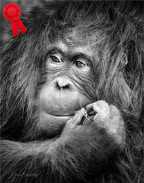 Diane Brunovsky "The Thinker" Red Ribbon Ribbon FCCC 3rd Triannual Digital Competition (Mono)