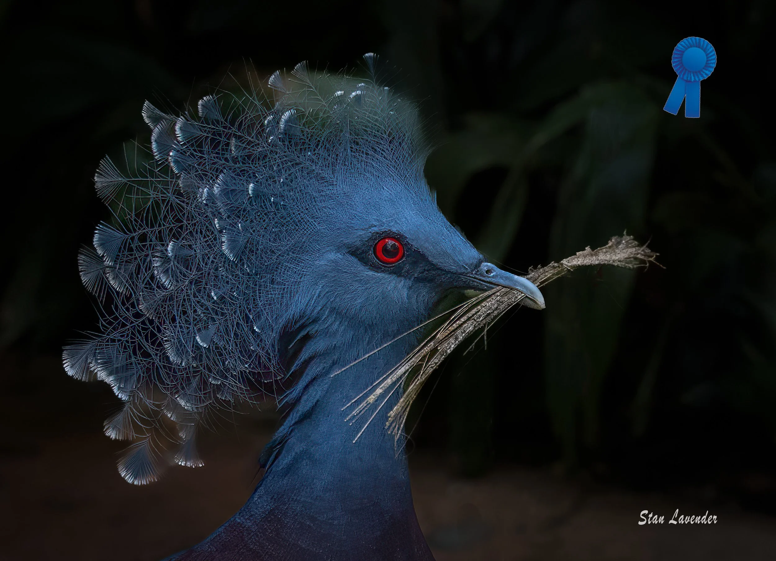 Stan Lavender "Fairy-Haired Nesting Queen" Blue Ribbon, FCCC 3rd Triannual Digital Competition (Animal)