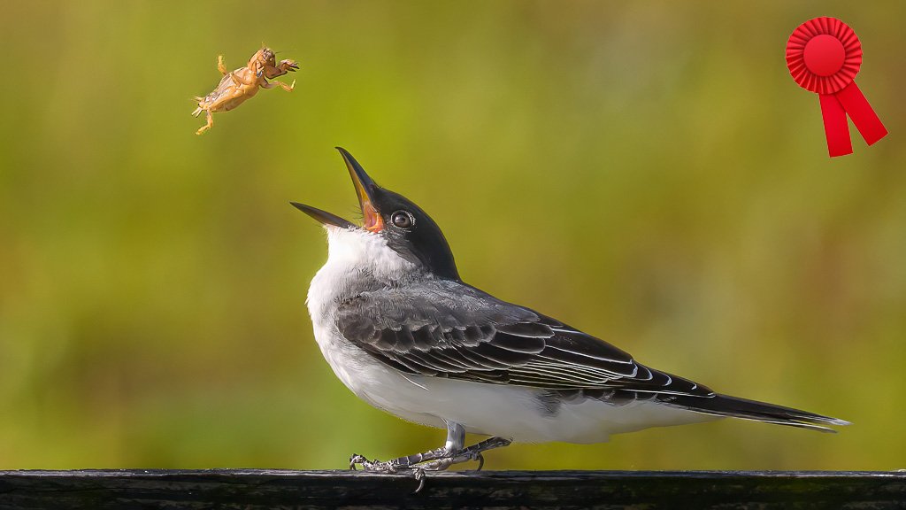 Alan Terwilleger "The Drop Shot", Red Ribbon, FCCC 3rd Triannual Digital Competition (Animal)