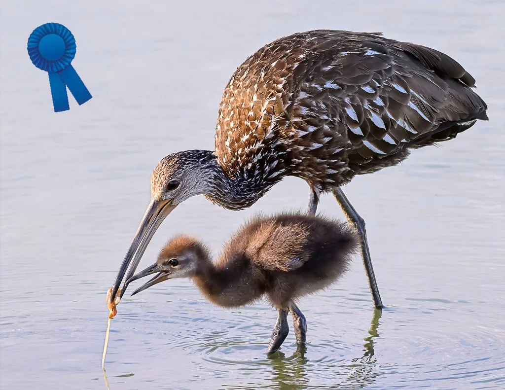 Alan Terwilleger "The Drop Shot", Blue Ribbon, FCCC 3rd Triannual Digital Competition (Animal)