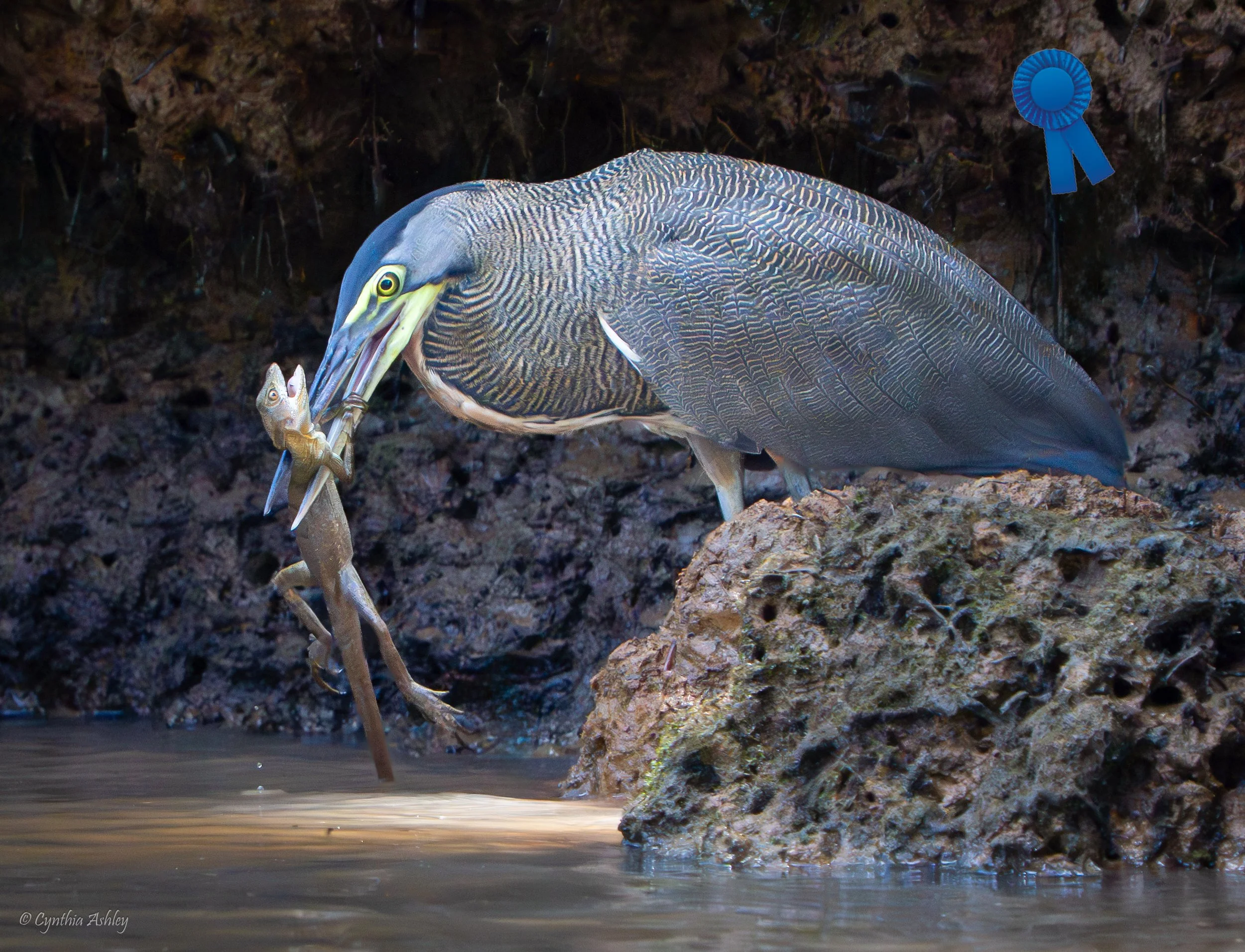 Cindy Ashley "Tiger Heron's Catch" F3C 2nd Triannual Print Competition, Animals Blue Ribbon