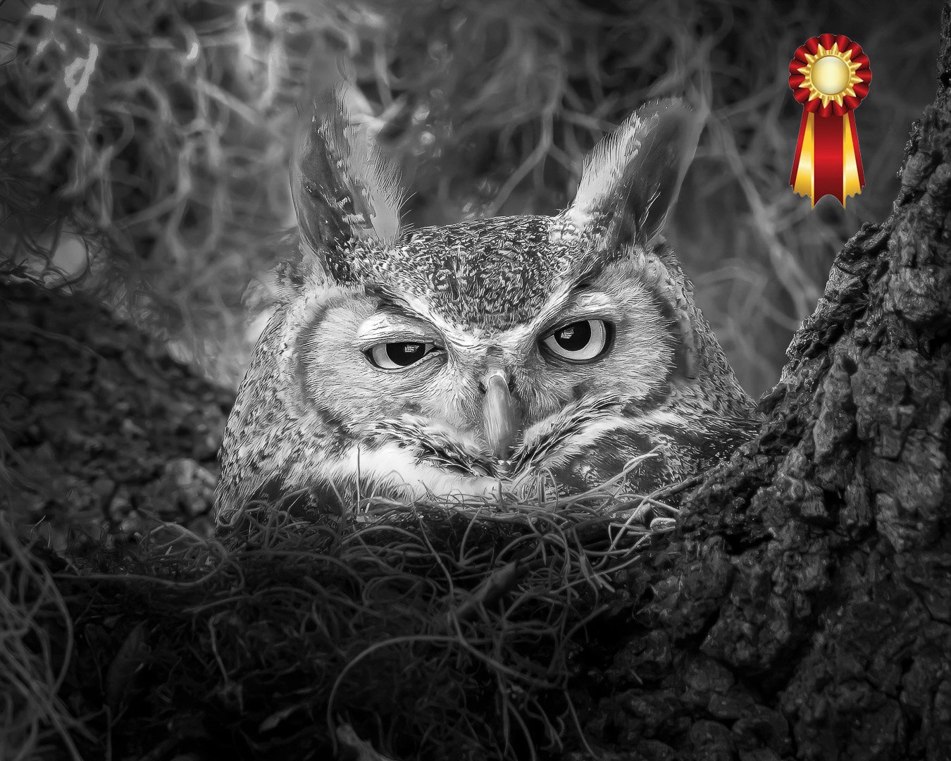 Alan Terwilleger 'Guarding the Nest'
PSA Large Mono Print End of Year Award - Honorable Mention