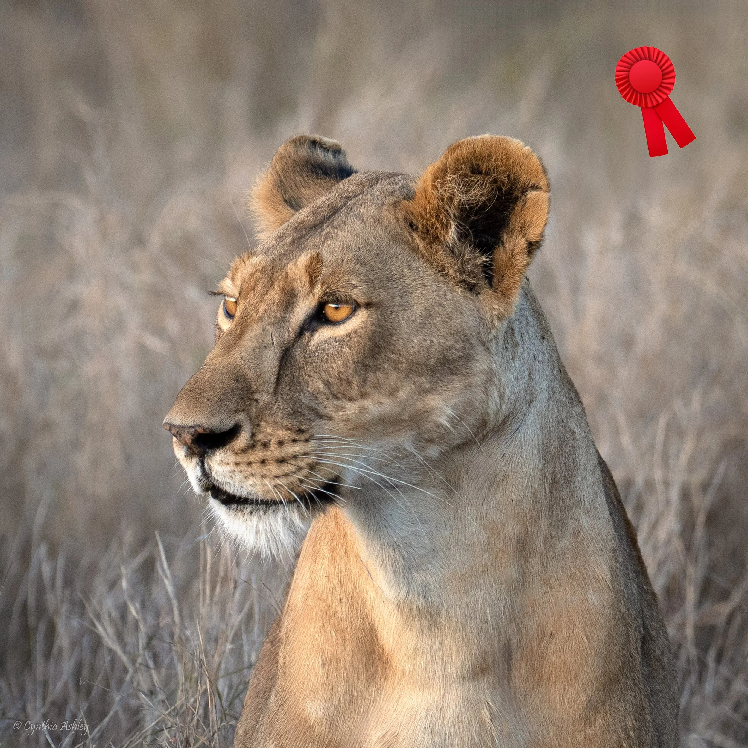 Cindy Ashley "Grace and Power" F3C 2nd Triannual Print Competition, Animals Red Ribbon