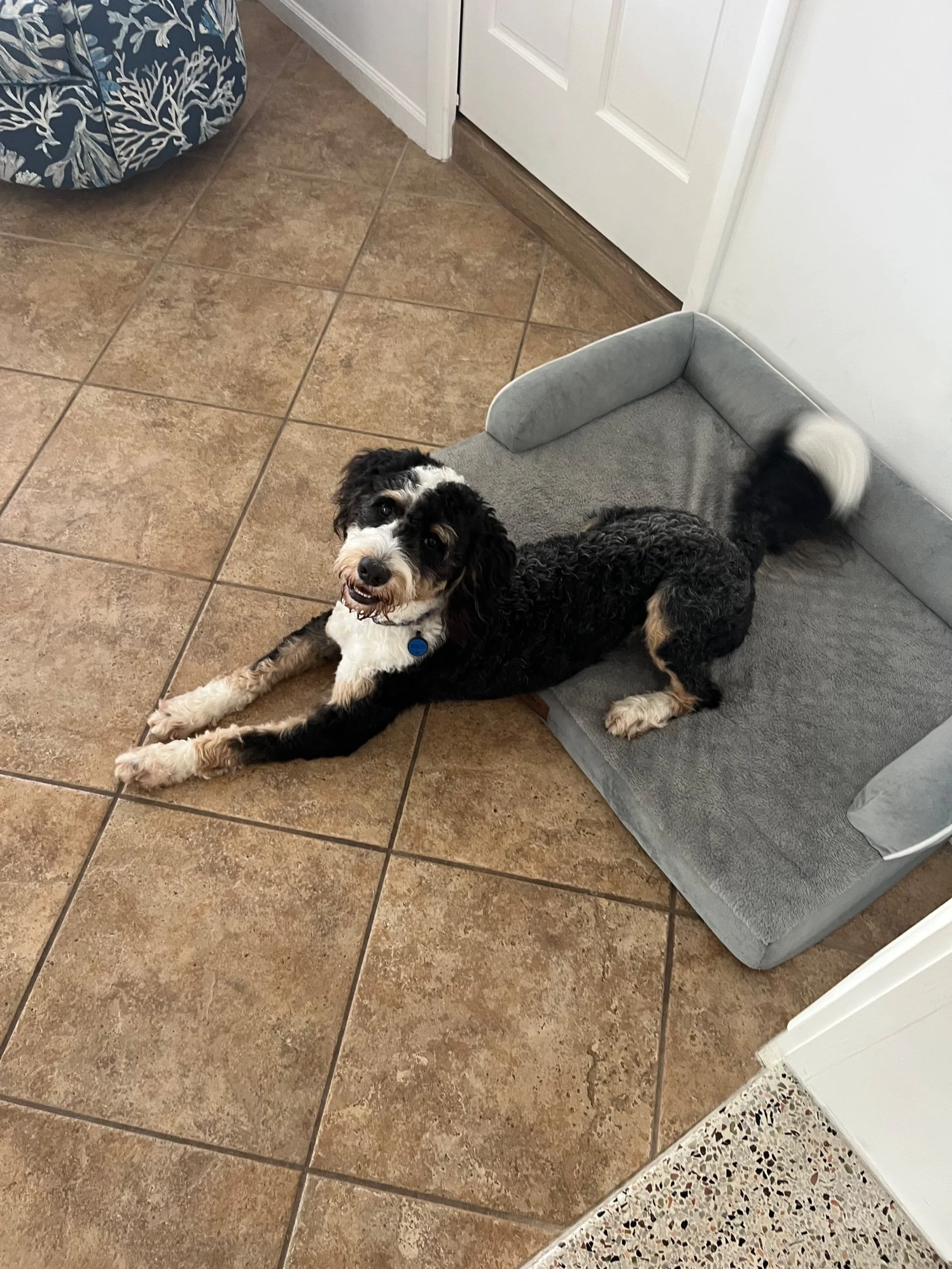 A black and white dog with curly fur lying on a gray dog bed, smiling at the camera in a tiled indoor space.