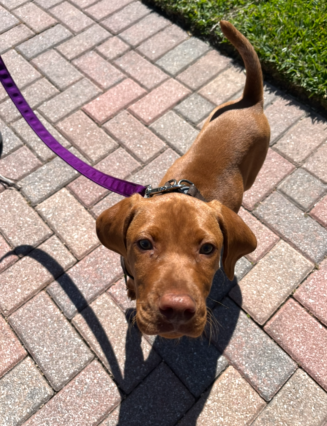 Brown puppy with floppy ears looking up, on a purple leash, standing on a brick sidewalk beside a patch of green grass.