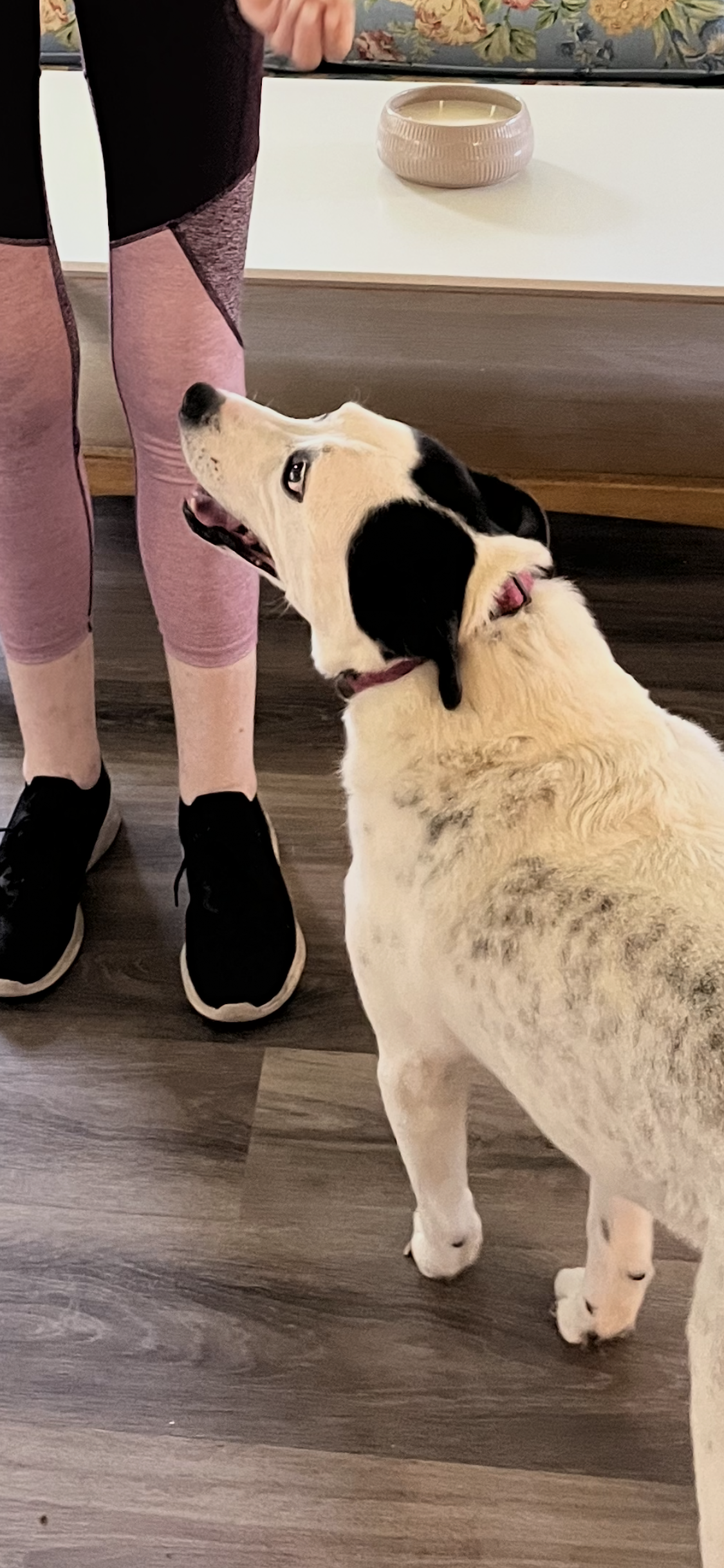 A person in pink leggings and black shoes standing next to a large white dog with black markings, looking up at the person.