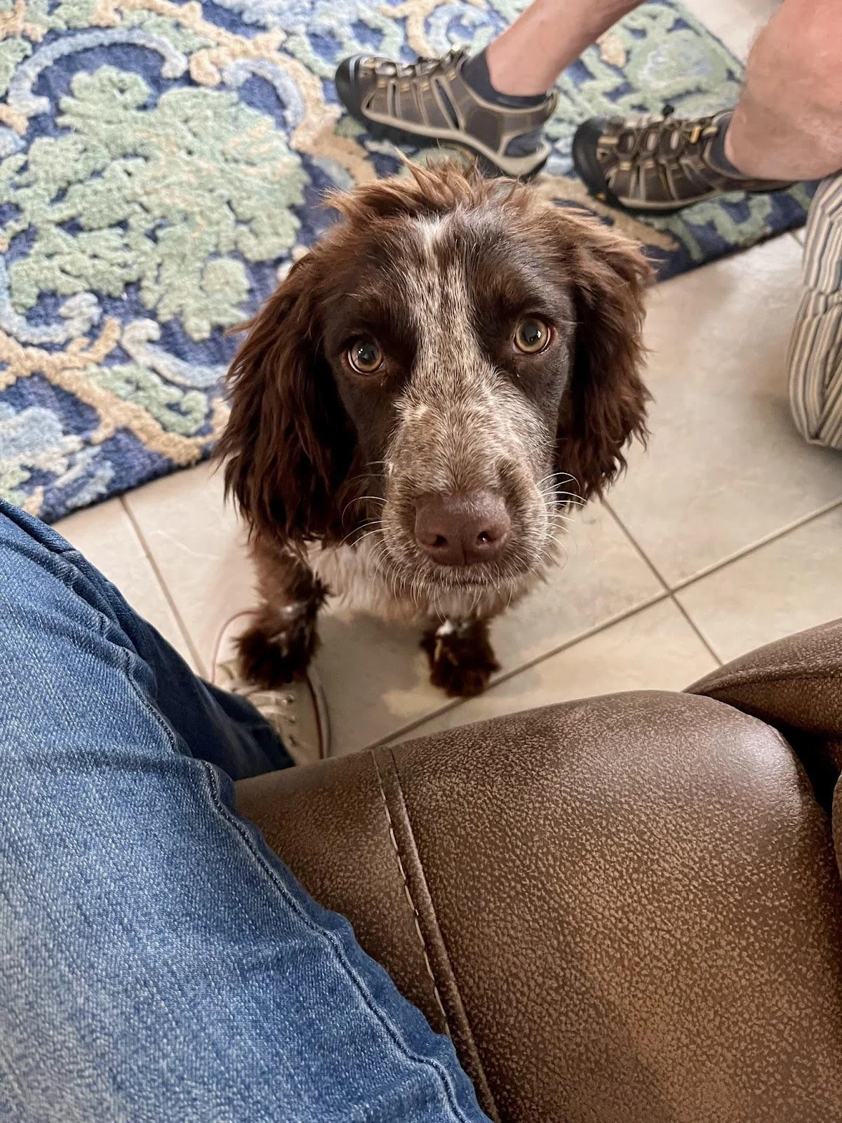 A brown and white speckled puppy with floppy ears looking up at the camera from between a person's leg and a leather couch, with a patterned rug and people wearing sandals and shorts in the background.