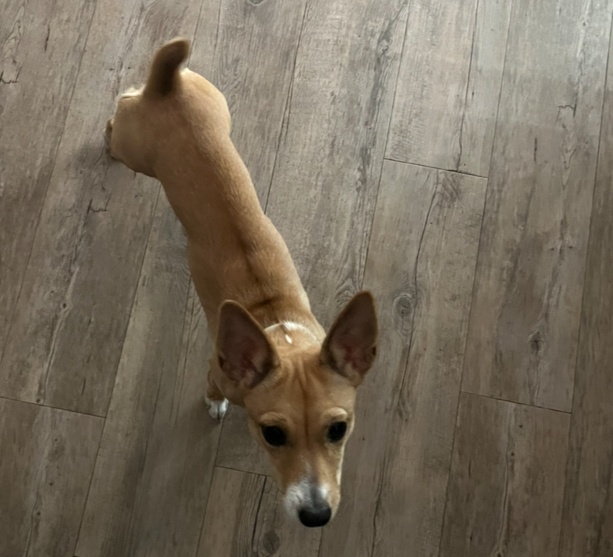 Small tan dog with large ears looking up on wooden floor.