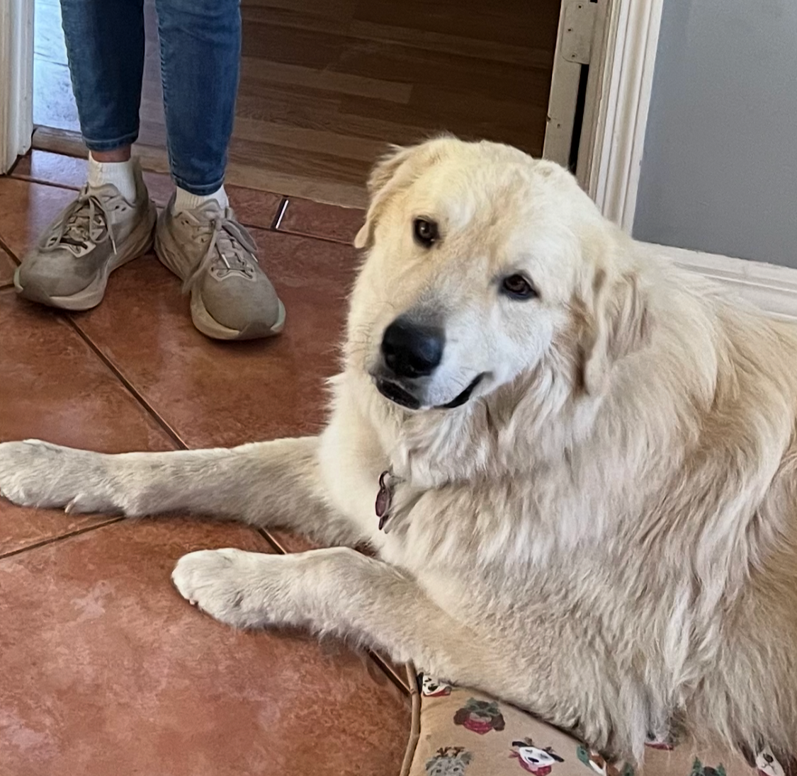 A golden retriever dog lying on a tiled floor indoors, looking at the camera with a slightly open mouth and a gentle expression, with a person's legs and feet visible in the background.