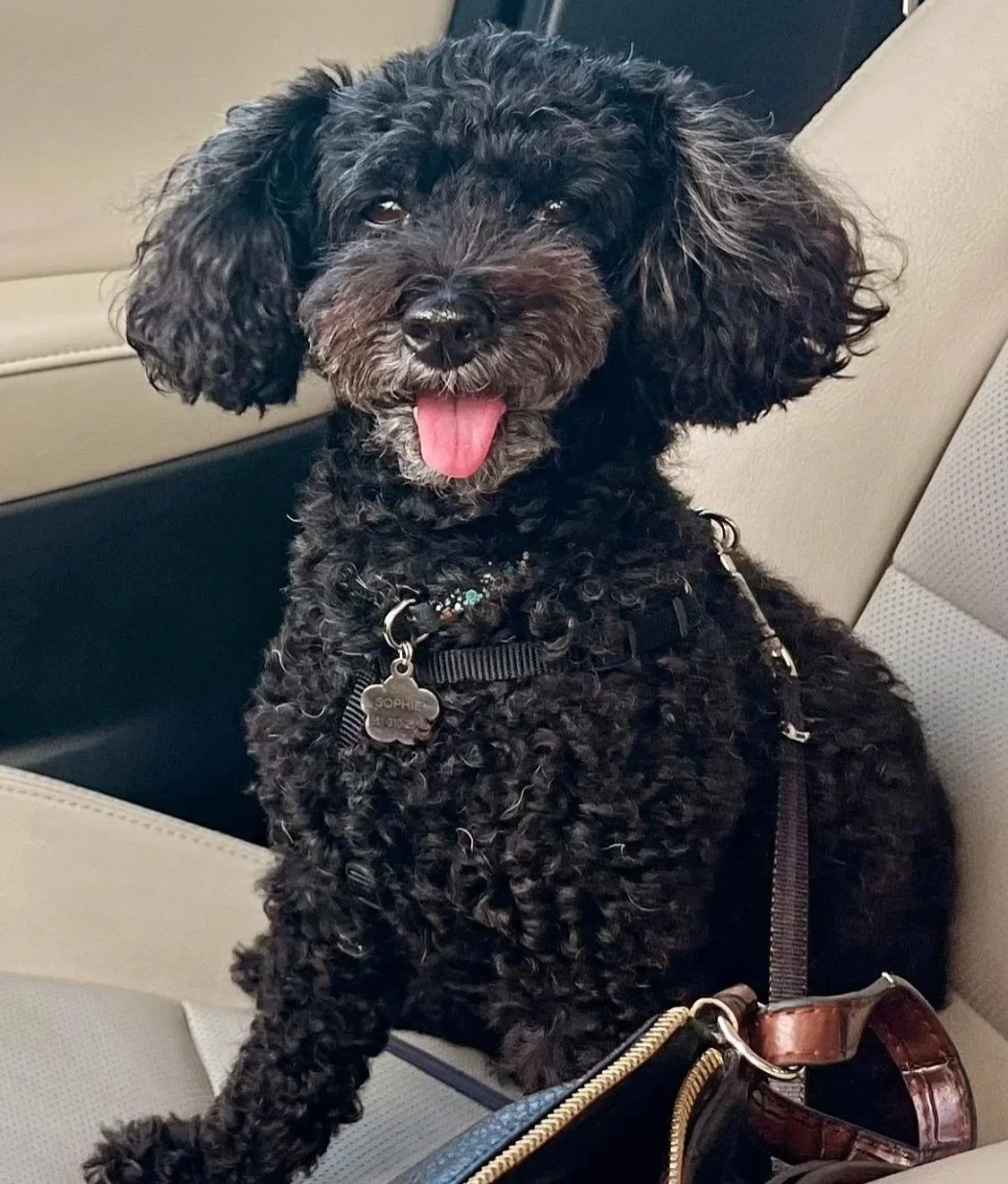 A black curly-haired dog with floppy ears sitting in a car seat, tongue out, wearing a harness and a dog tag.