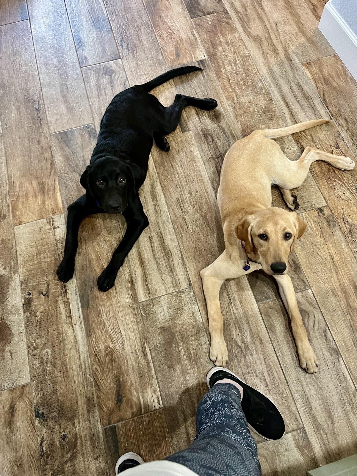 Two dogs, one black and one yellow, lying on a wooden floor near a person's feet.