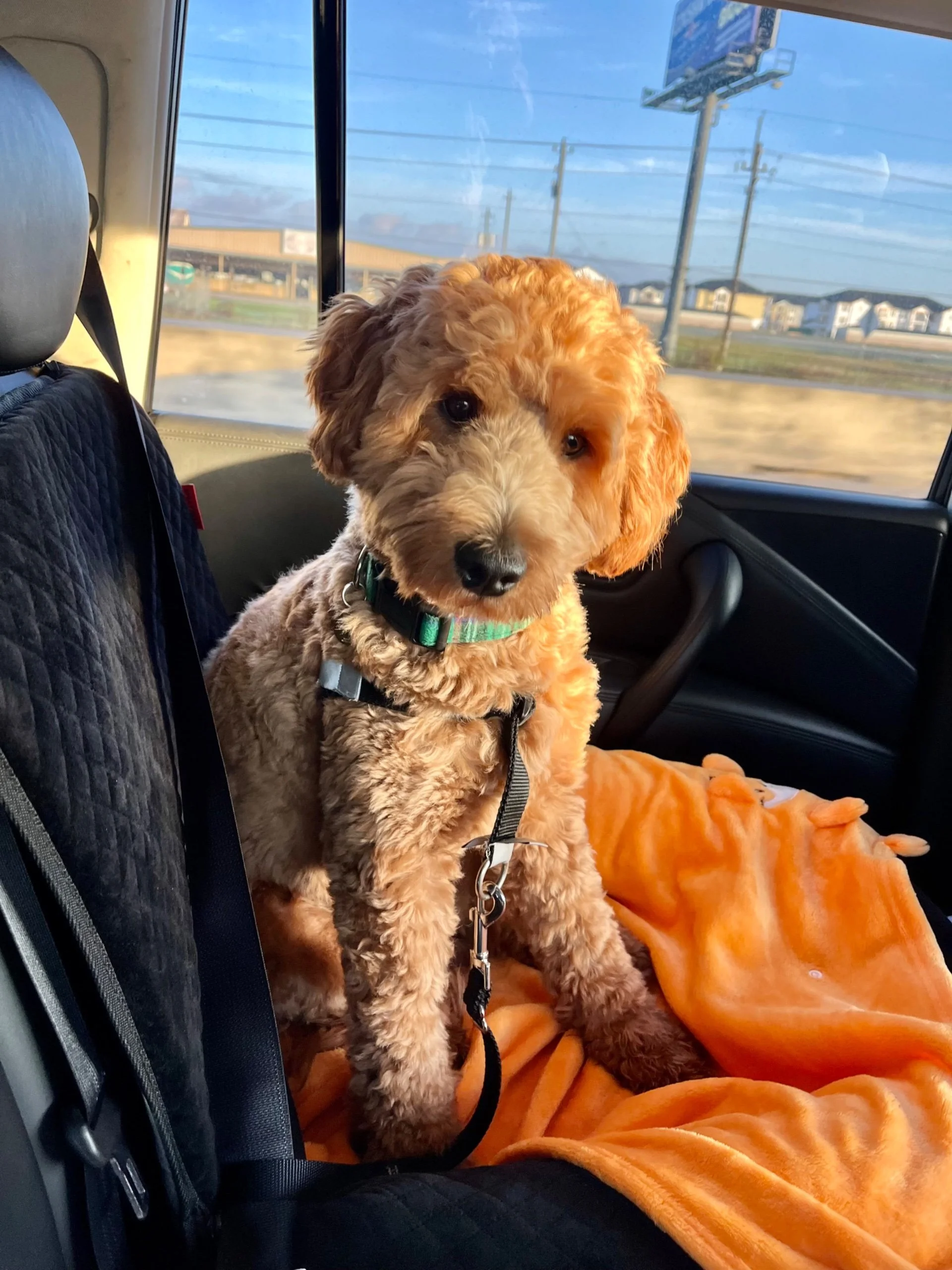 A cute, curly-haired puppy sitting on an orange blanket in the backseat of a vehicle, looking at the camera with a curious expression.