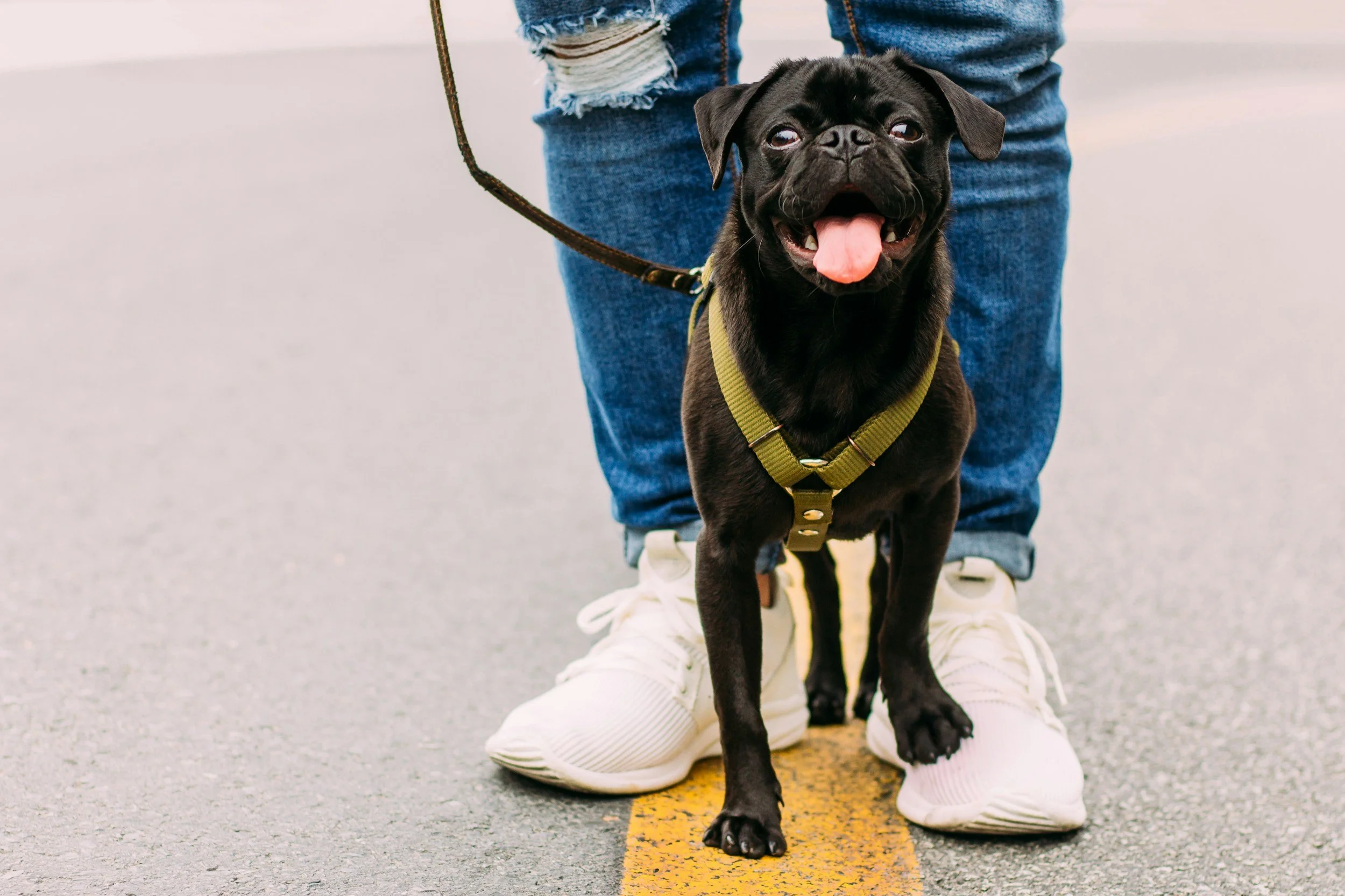 A person in blue jeans and white sneakers standing on a yellow line on a gray street holding a black pug dog on a leash.