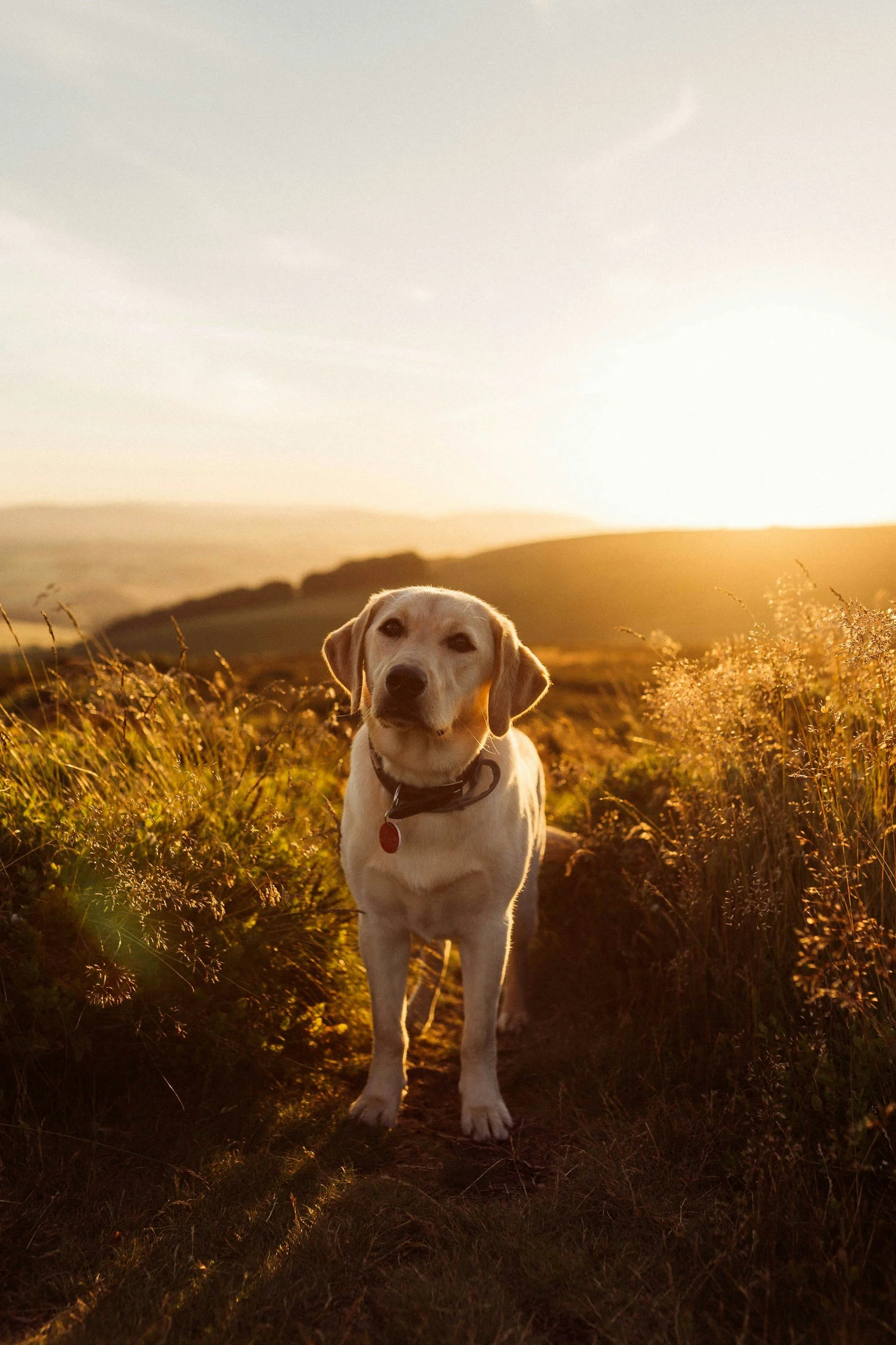 A dog standing on a trail in a field during sunset with rolling hills in the background.