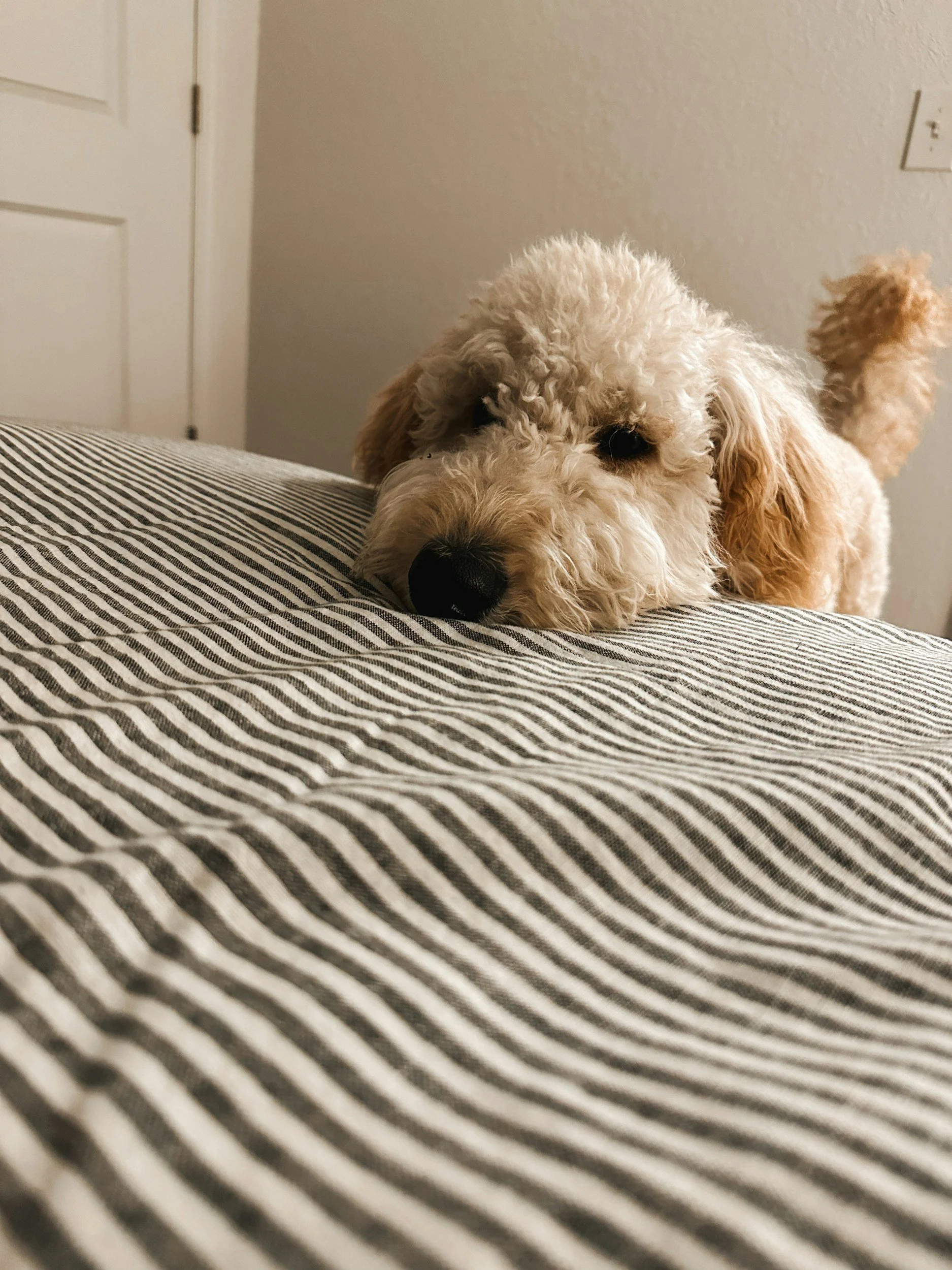 A fluffy cream-colored puppy with light brown ears lying on a bed with black and white striped sheets.