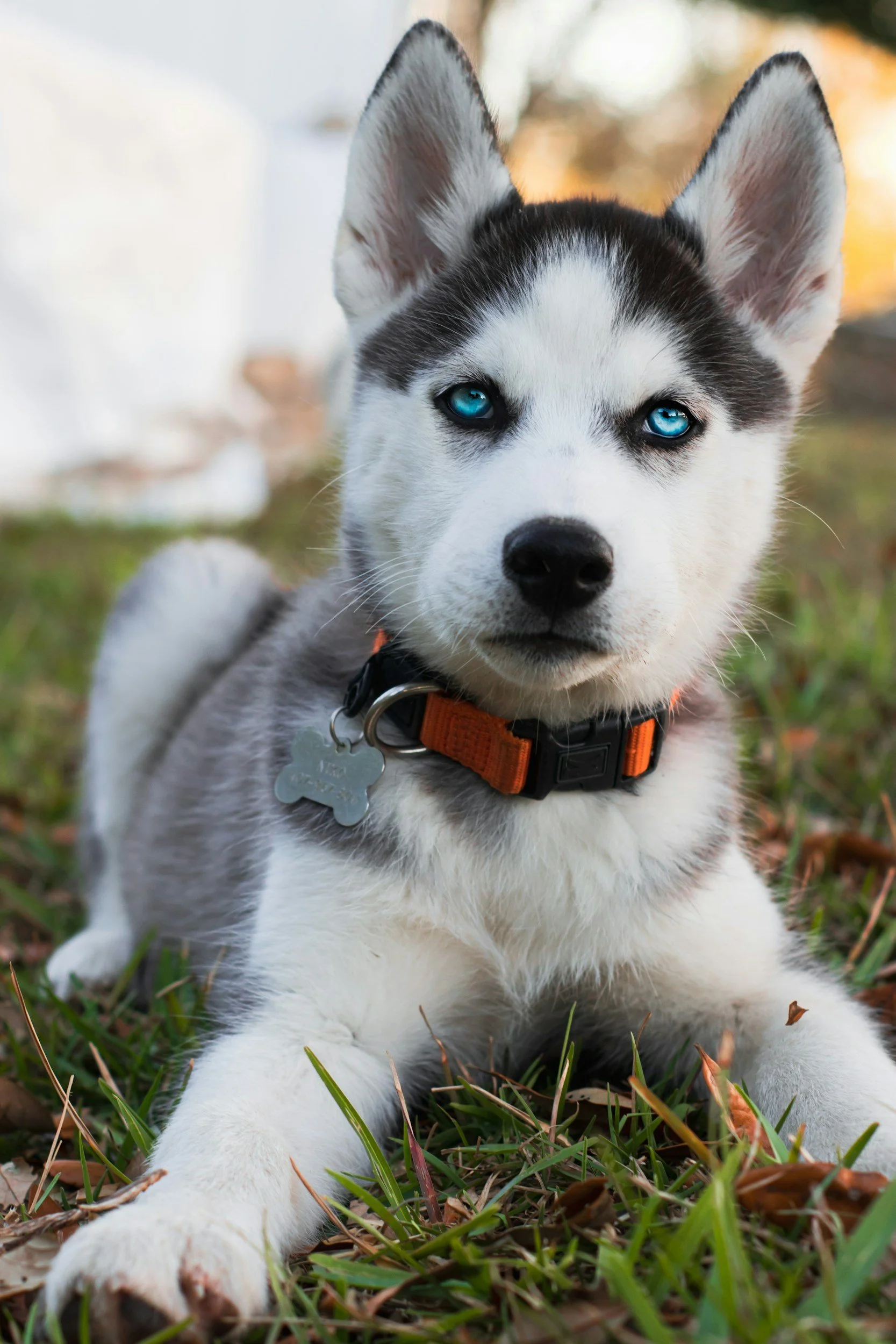 A Siberian Husky puppy lying on grass outdoors, looking at the camera with bright blue eyes, wearing an orange collar with a metal tag.