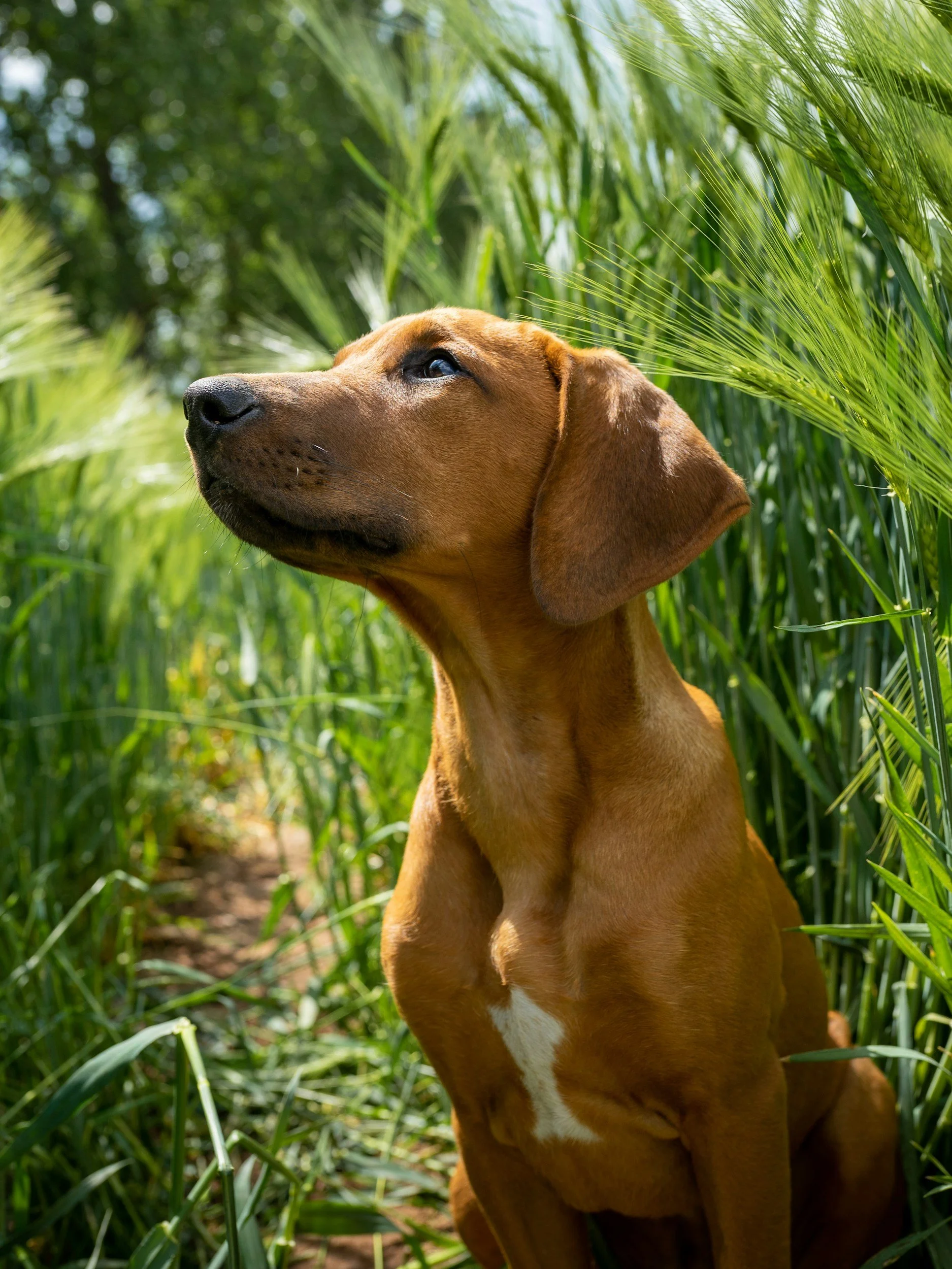 Brown dog sitting in a green field of tall grass, looking upward, with sunlight filtering through the grass.
