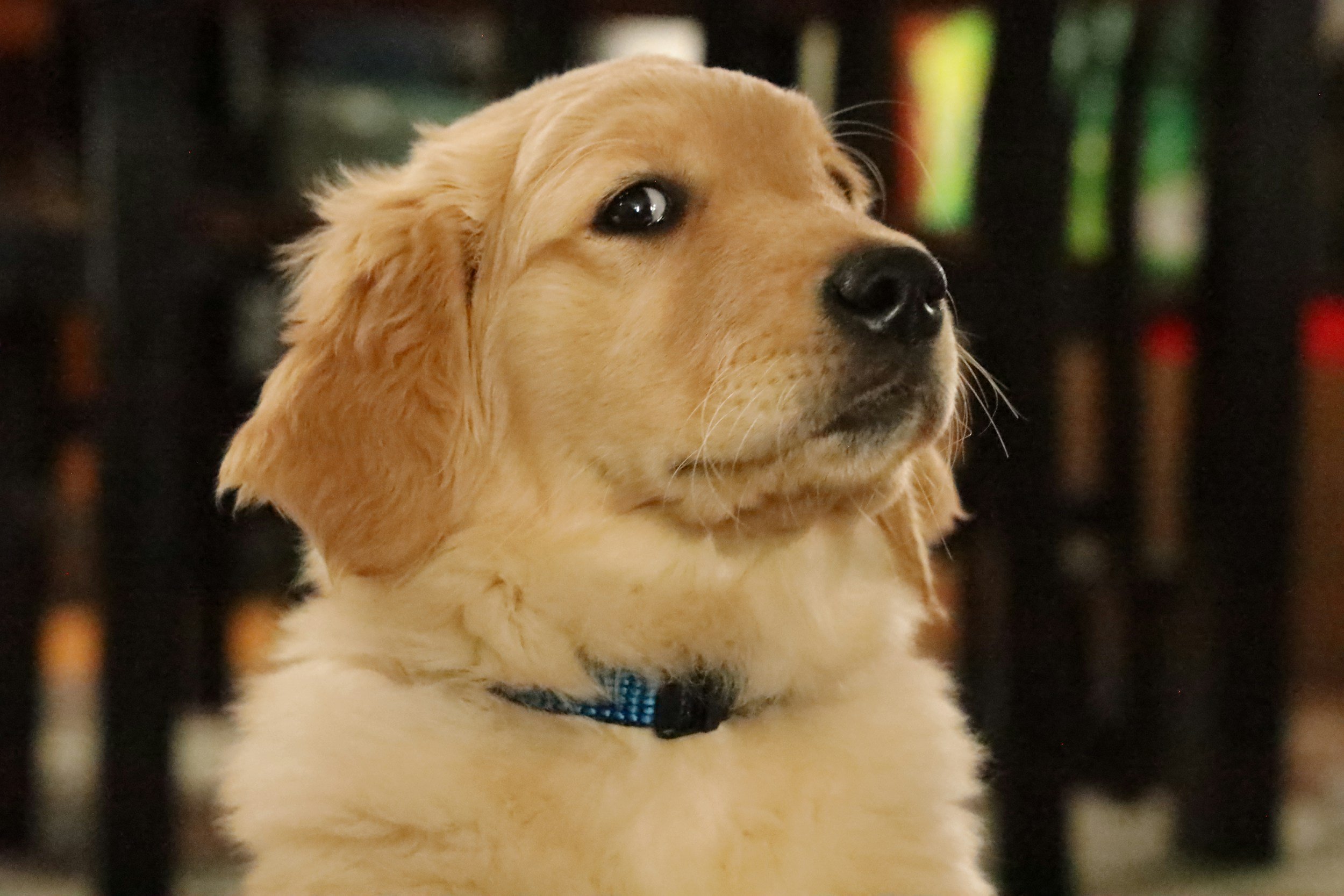 Close-up of a golden retriever puppy with a black collar, looking to the side.