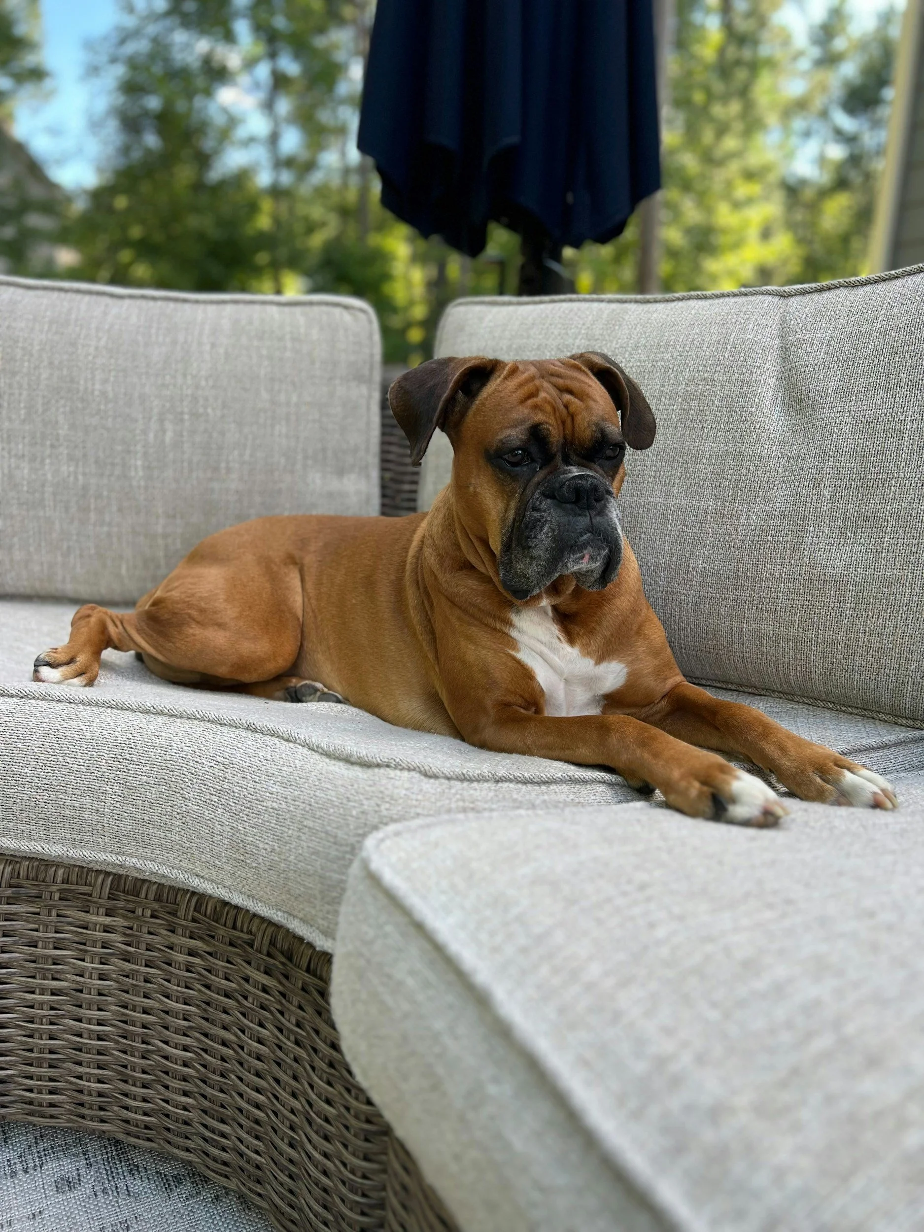 A bulldog lying on a light-colored outdoor couch with greenery and a dark blue umbrella in the background.