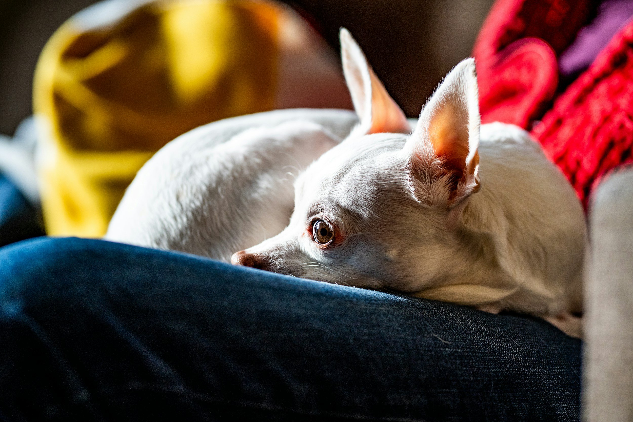White dog lying on a sofa with a red blanket and a yellow pillow in the background.