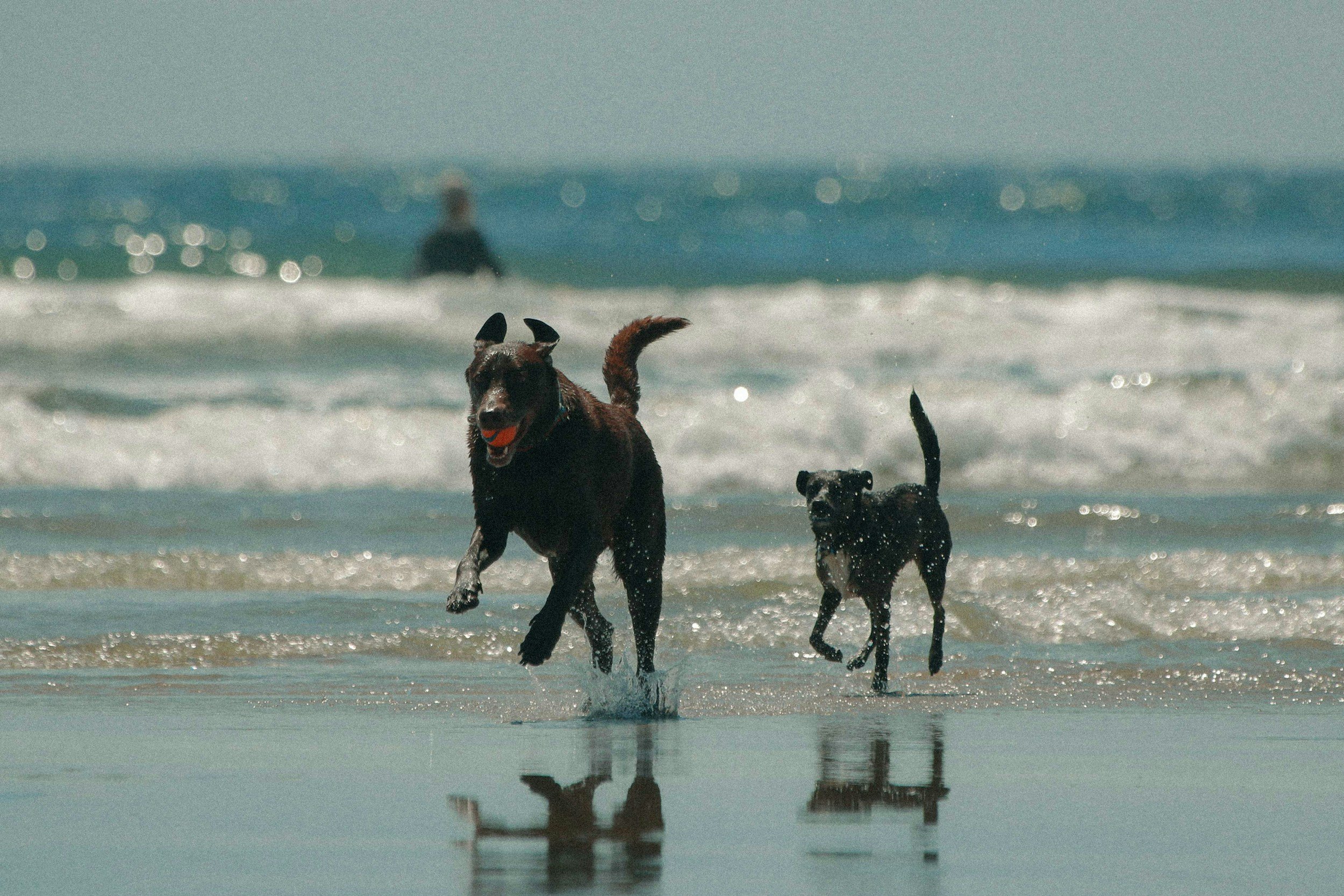 Two dogs playing and running in shallow ocean water at the beach with a person in the background near the waves.