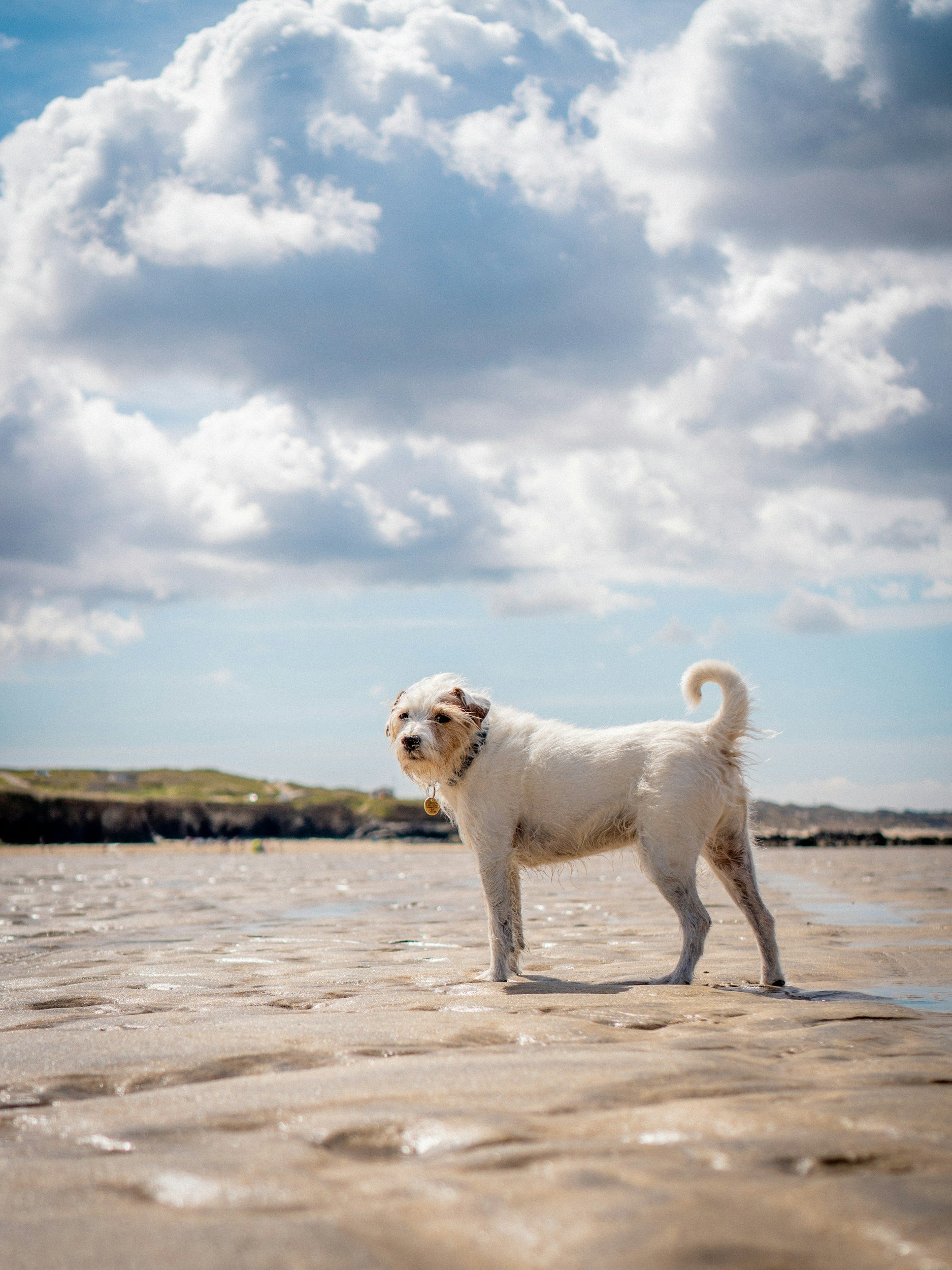 A small white dog with a brown face standing on a sandy beach under a cloudy sky.