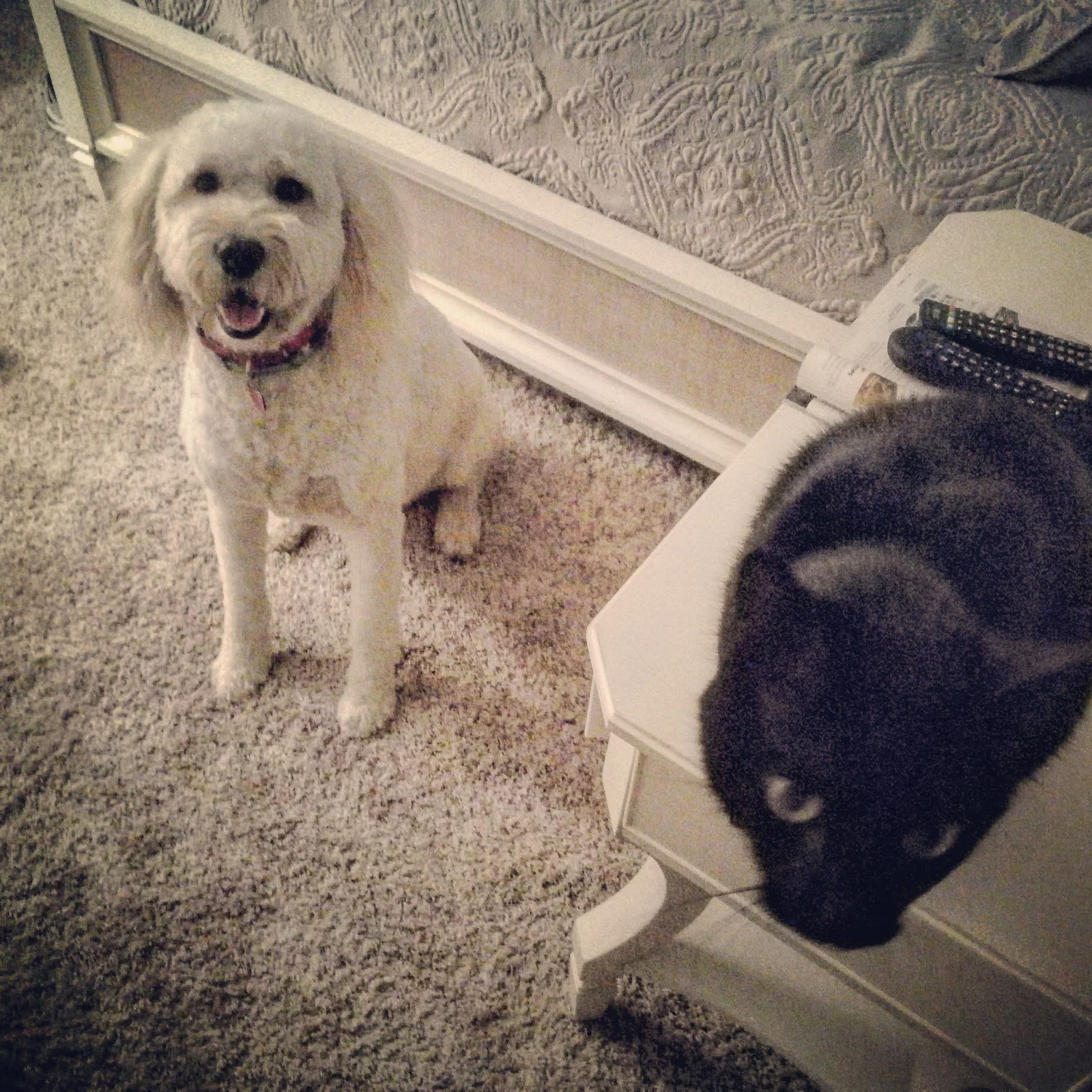 A white dog with a pink collar sitting on a beige carpet, looking up with an open mouth, next to a black cat resting on a white nightstand in a bedroom.