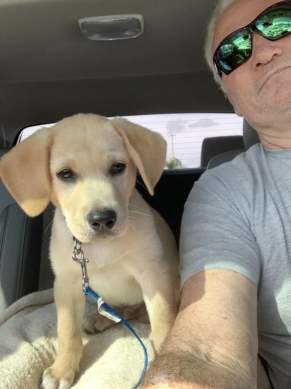 A young beige Labrador puppy sitting in a car with a man. The puppy has a blue leash and looks at the camera. The man, wearing sunglasses and a gray shirt, is partially visible.