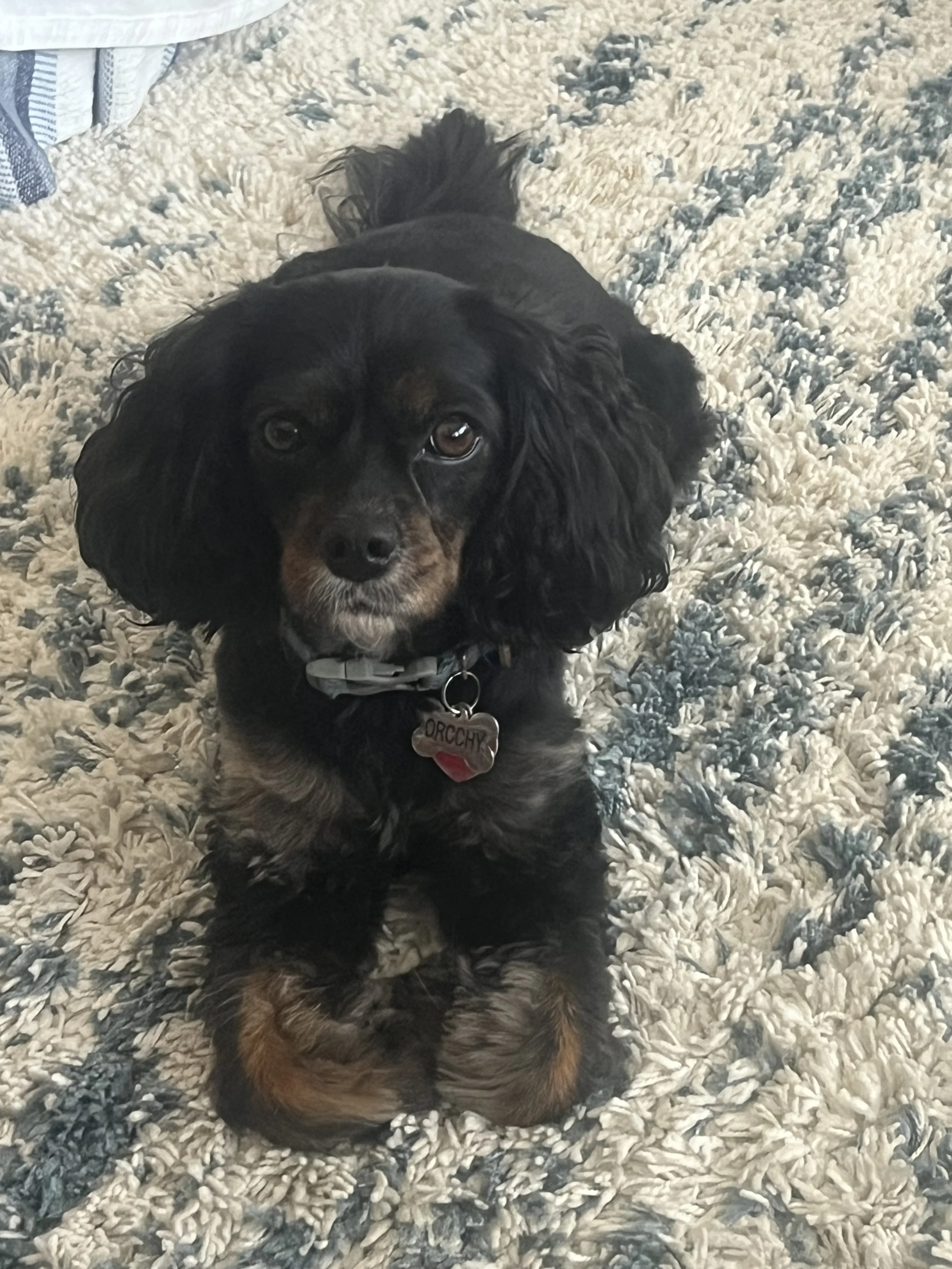 A black and tan dog with long ears and a collar sitting on a textured, multicolored rug.