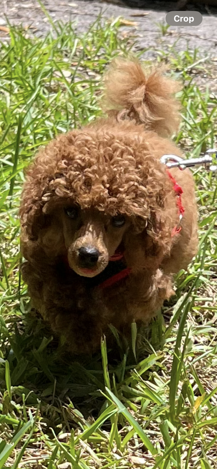 A small curly-haired brown puppy standing in green grass, looking directly at the camera.