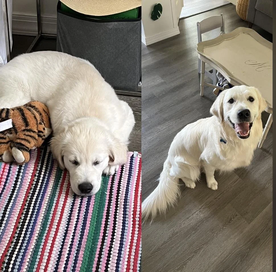 A white dog with a happy expression sitting on the floor near a small table, looking up at the camera.