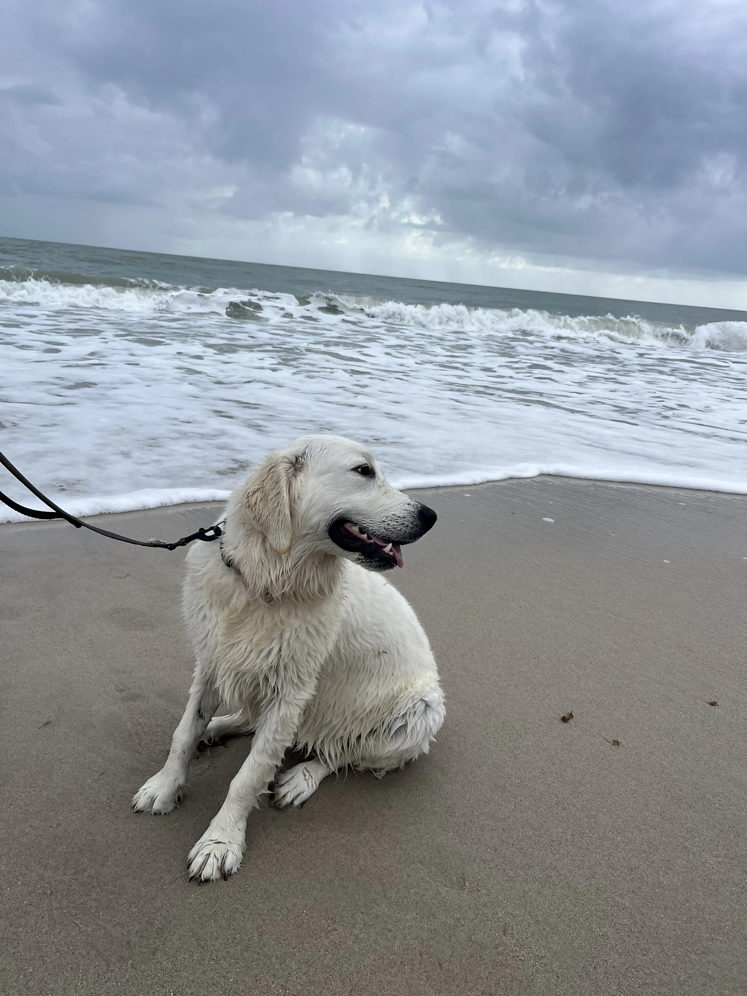 A wet golden retriever dog sitting on the sandy beach near the ocean with cloudy skies above.