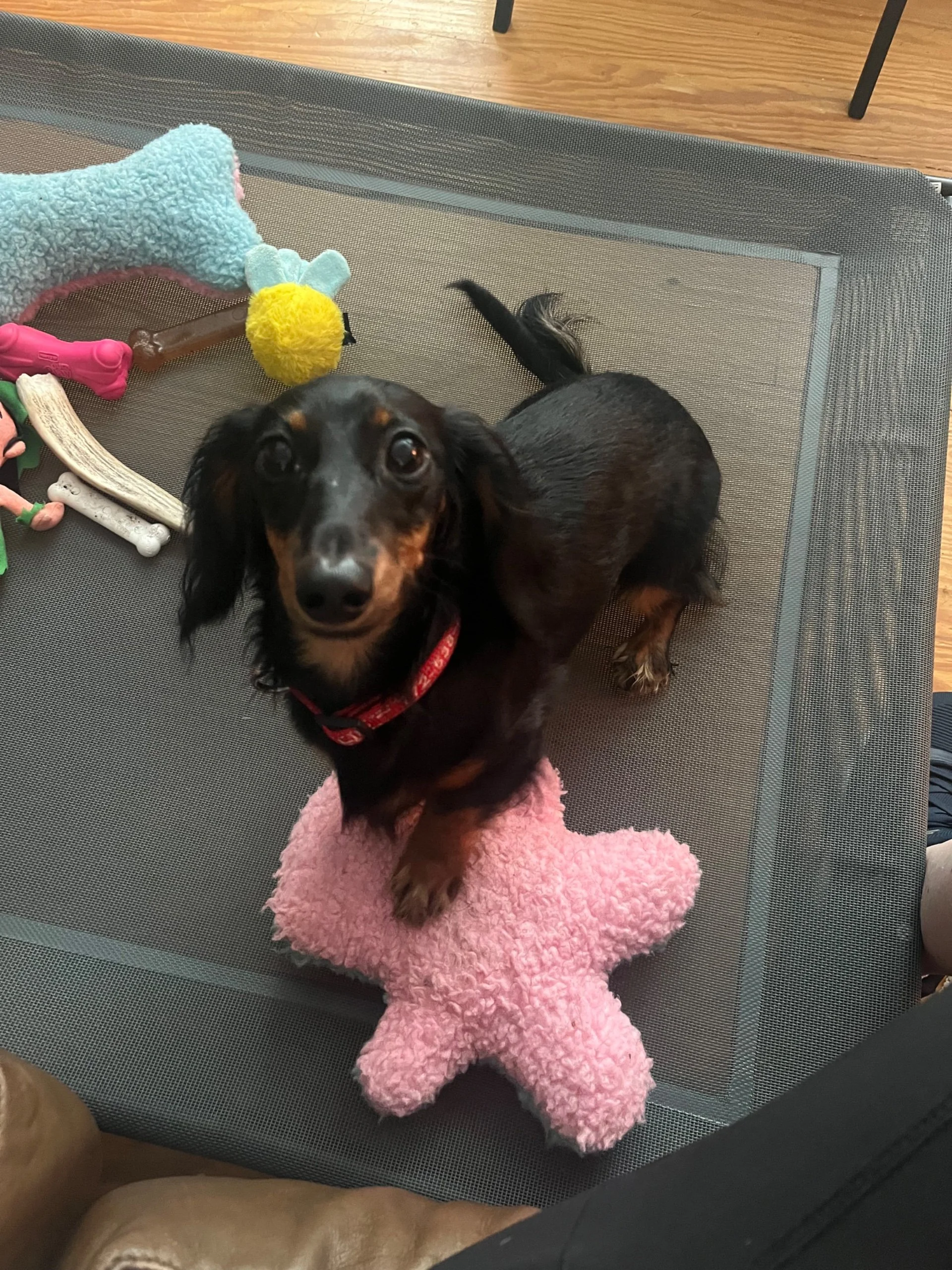 A small black and tan dachshund standing on a pink stuffed star-shaped toy on a mesh dog bed, surrounded by dog toys including a plush bone, squeaky toys, and a yellow pom-pom, with a wooden floor and part of a person’s leg and shoe visible in the background.