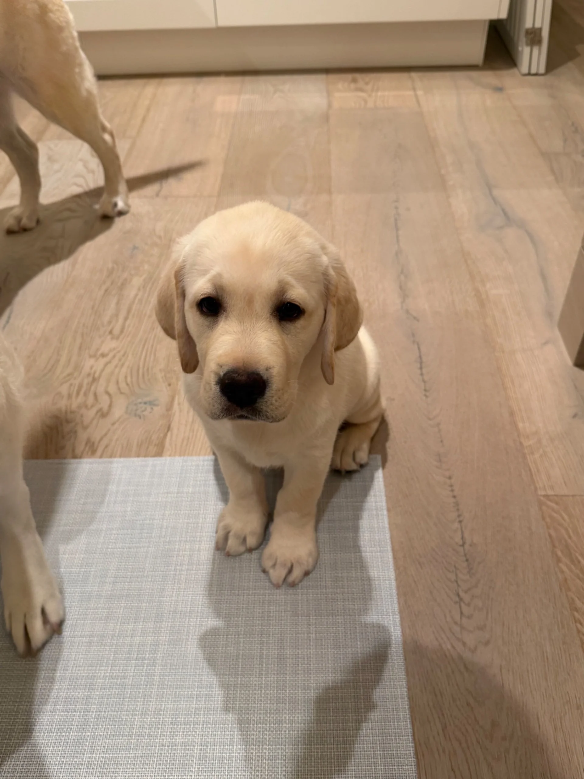 Adorable yellow Labrador puppy sitting on a light-colored mat on a wooden floor, looking at the camera with a curious expression.