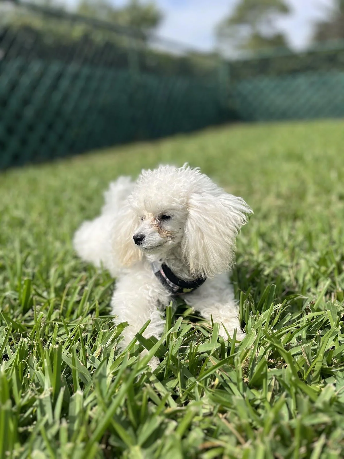 A white poodle puppy lying on green grass with a green fence and trees in the background.