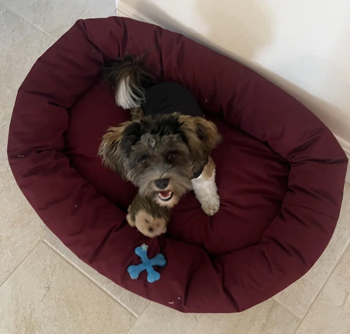 A small terrier dog lying on a circular maroon dog bed, looking up at the camera with a slightly open mouth. There is a small blue bone toy near the edge of the bed.