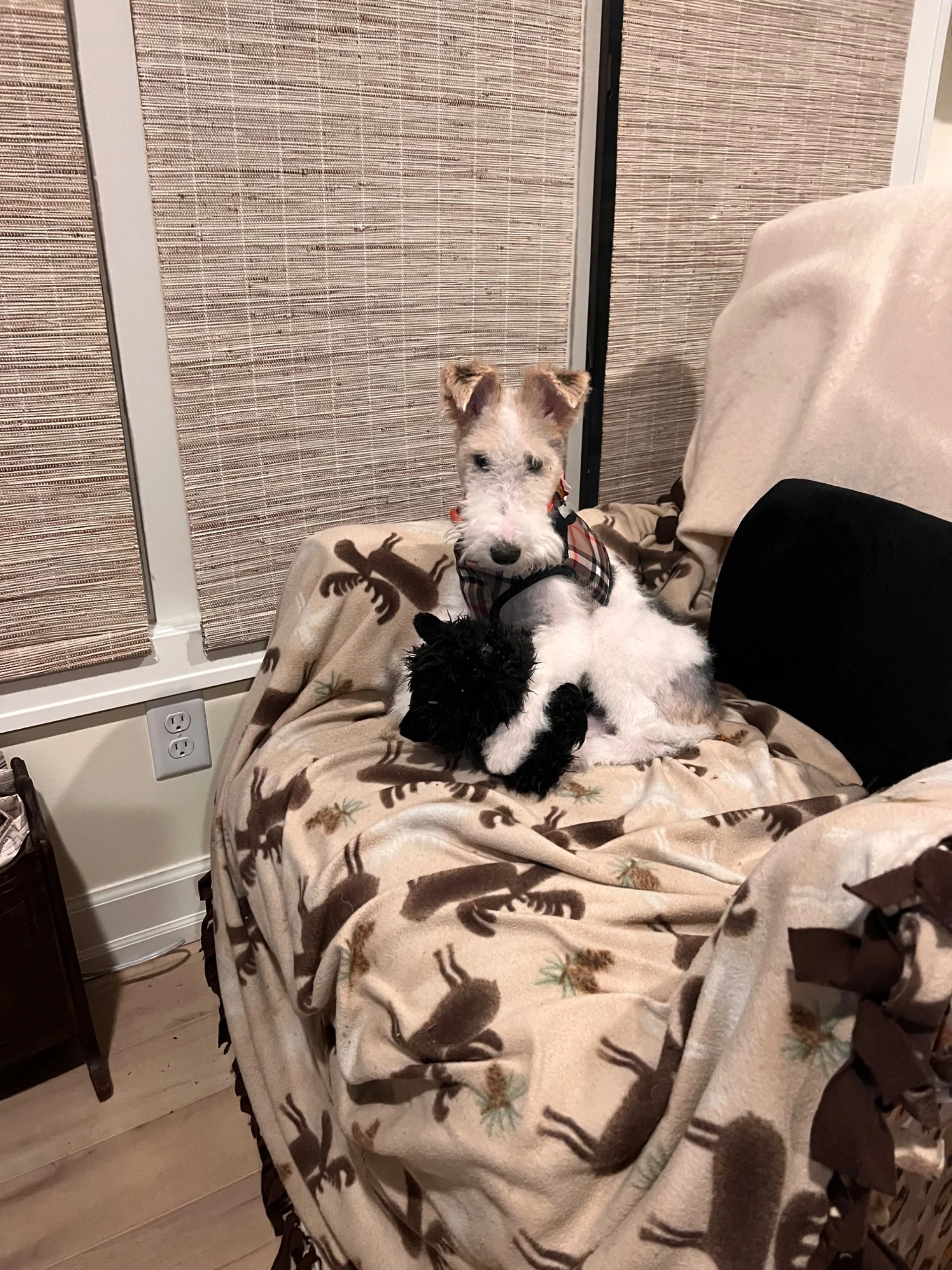 A white dog with tan patches on its ears and face sitting on a blanket with reindeer and pinecone patterns on a beige couch, holding a small black dog in its lap.