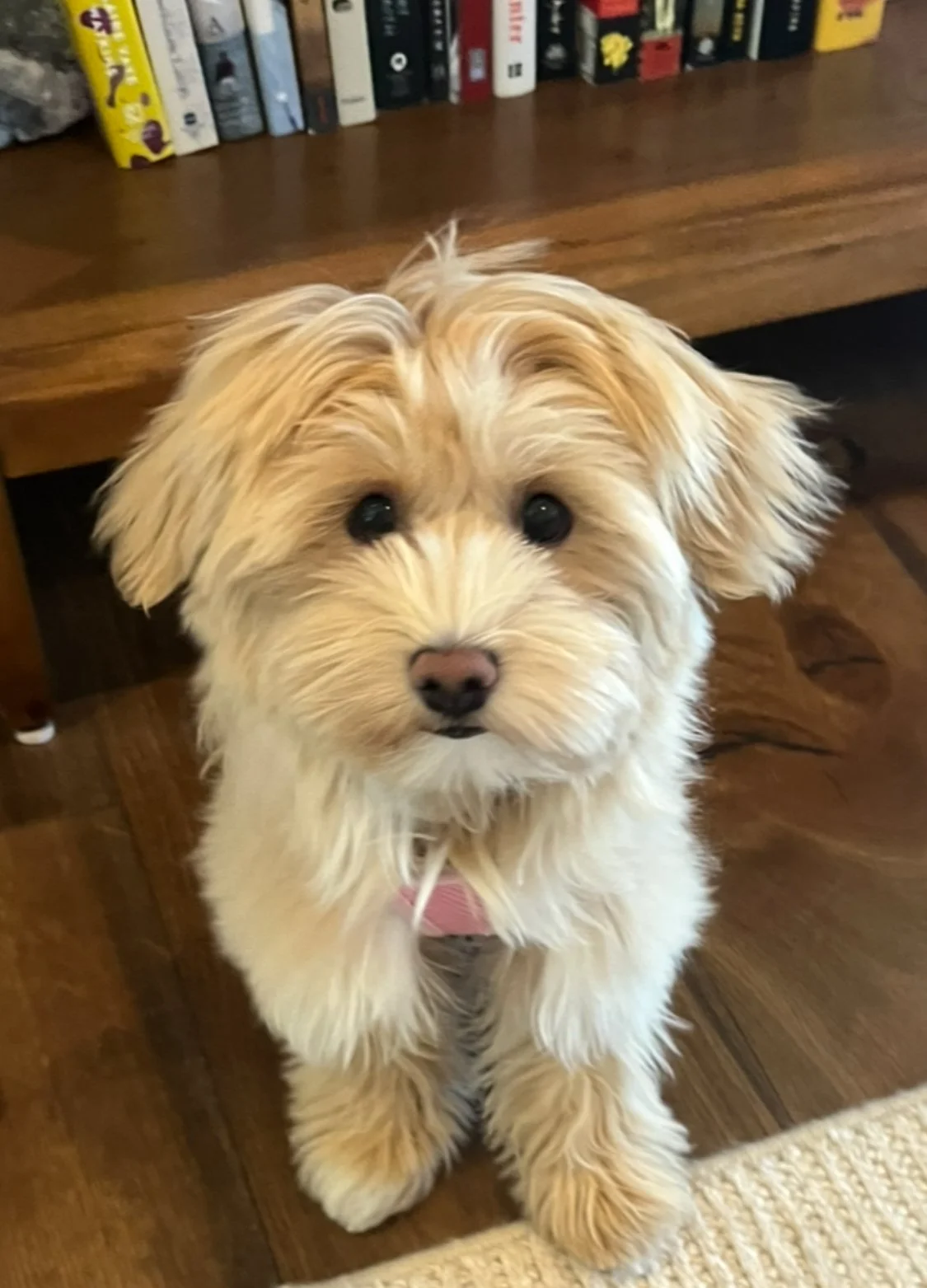 A cute, fluffy light-colored puppy with dark eyes and a pink collar sitting on a wooden floor in front of a bookshelf.