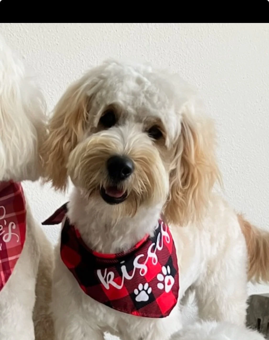 A happy, cream-colored dog with curly fur and floppy ears wearing a red and black bandana with paw prints and the word 'Kisses' printed on it.