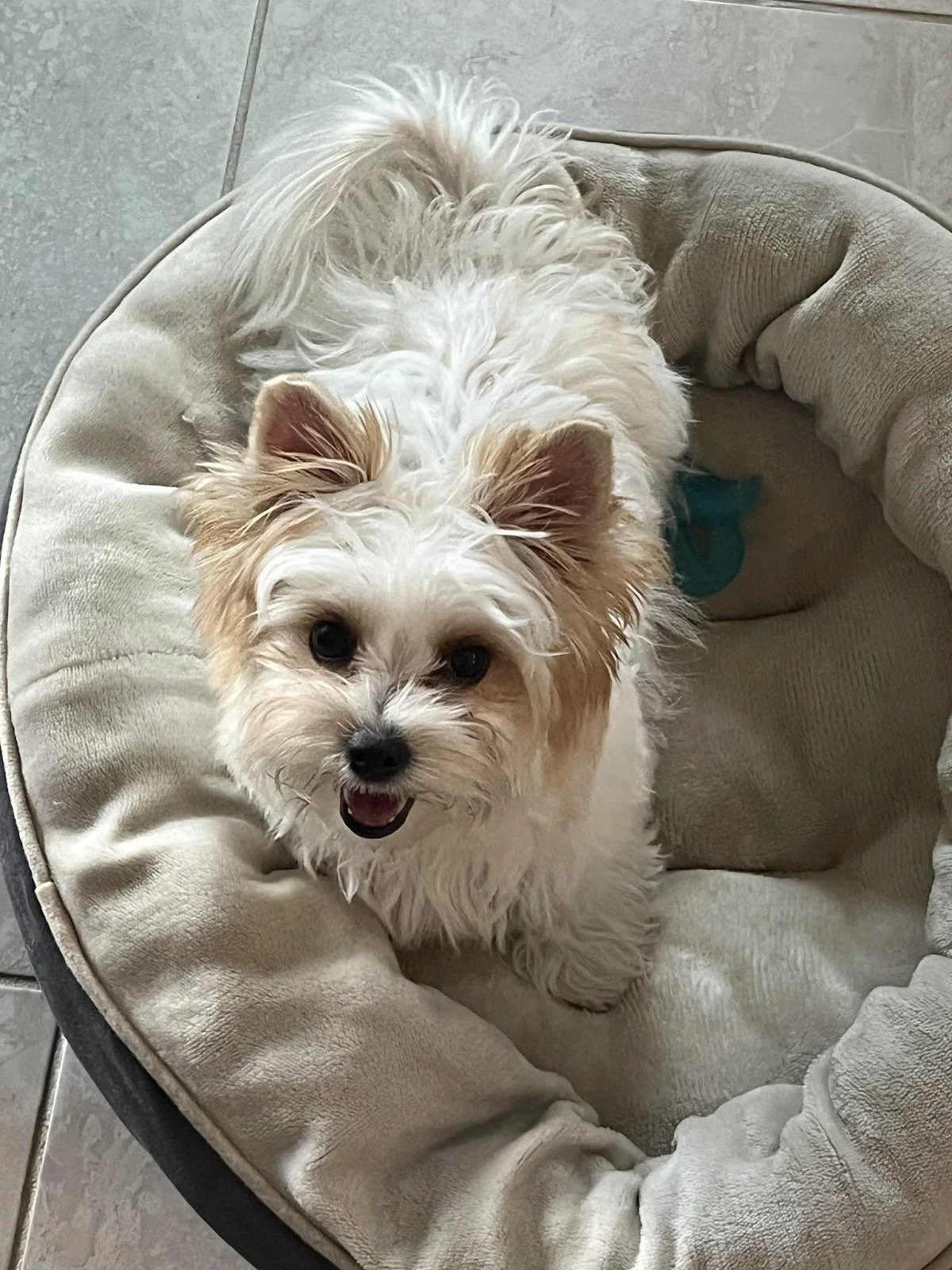 A small, fluffy dog with cream and light brown fur sitting on a round, beige dog bed, looking up with a happy expression and tongue slightly out.
