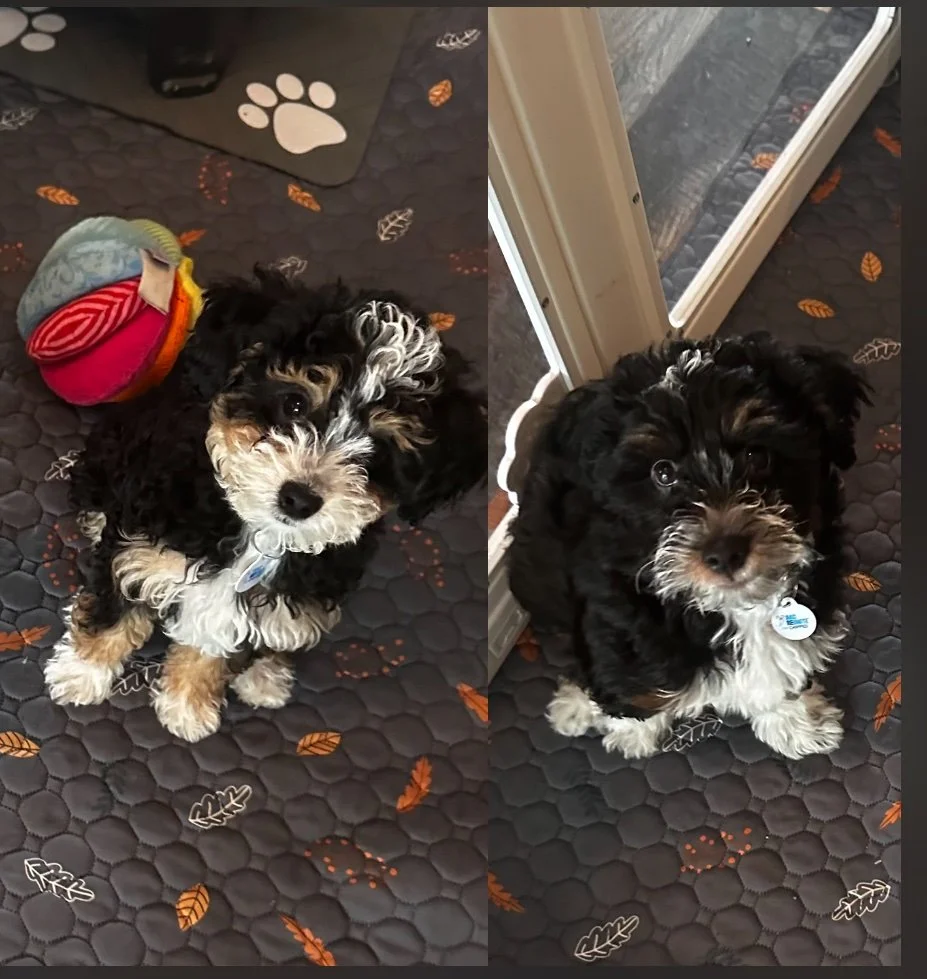 Side-by-side photos of a small black, white, and tan curly-haired puppy sitting on a hexagon-patterned floor with leaf designs. The left photo shows the puppy lying on its side with a colorful plush toy nearby. The right photo shows the puppy sitting and looking up at the camera, near a door with a glass window.