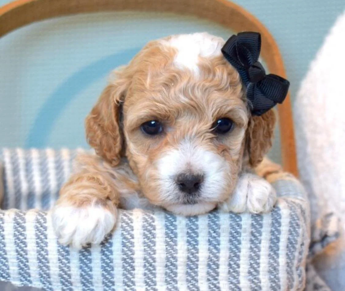 A cute puppy with light brown and white curly fur, lying on a blue and cream striped blanket. The puppy has a black bow on its head and big, dark eyes.
