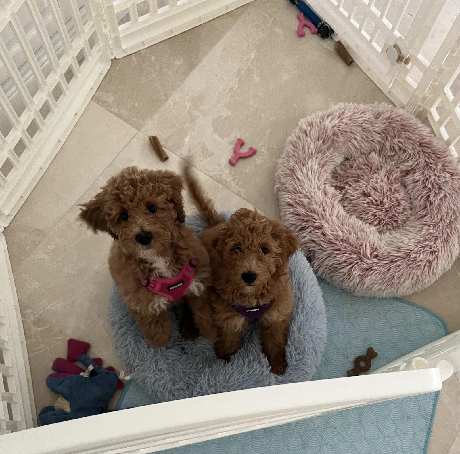Two adorable brown poodle puppies sitting on a fluffy round pet bed inside a playpen with toys around them.