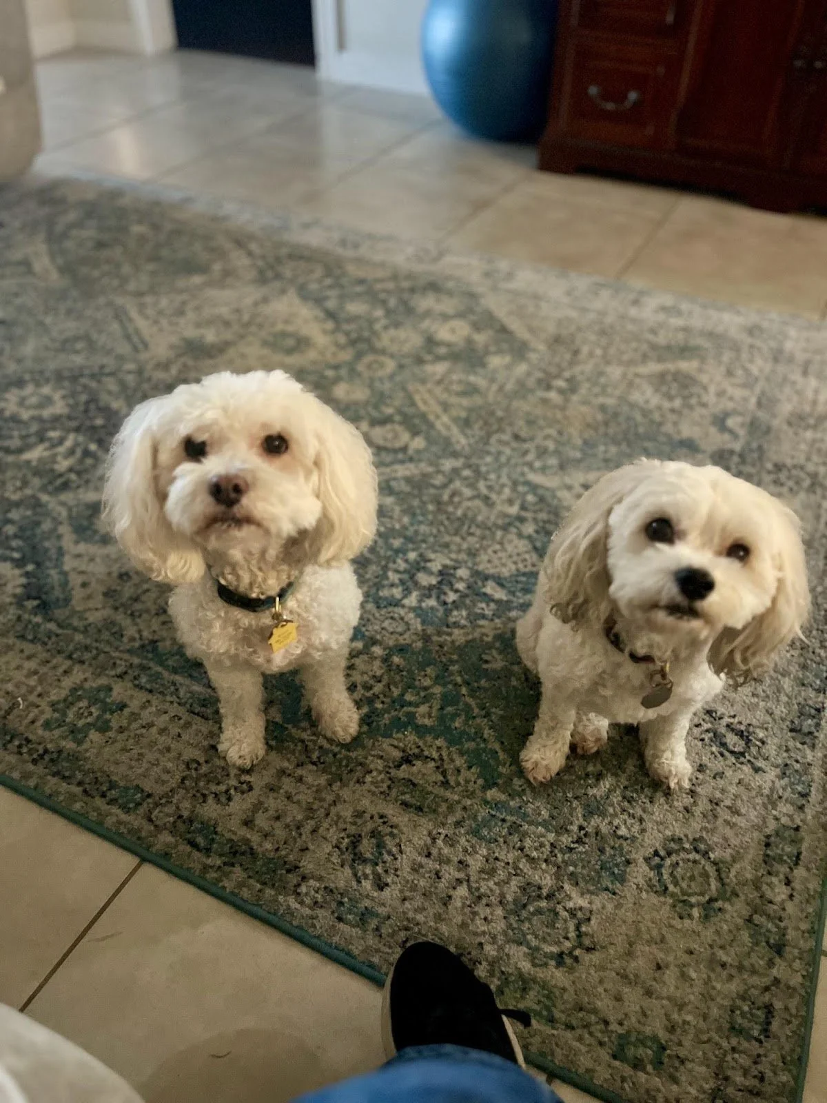 Two small white dogs, one with curly fur and the other with wavy fur, sitting on a patterned area rug in a living room, looking up at the camera.