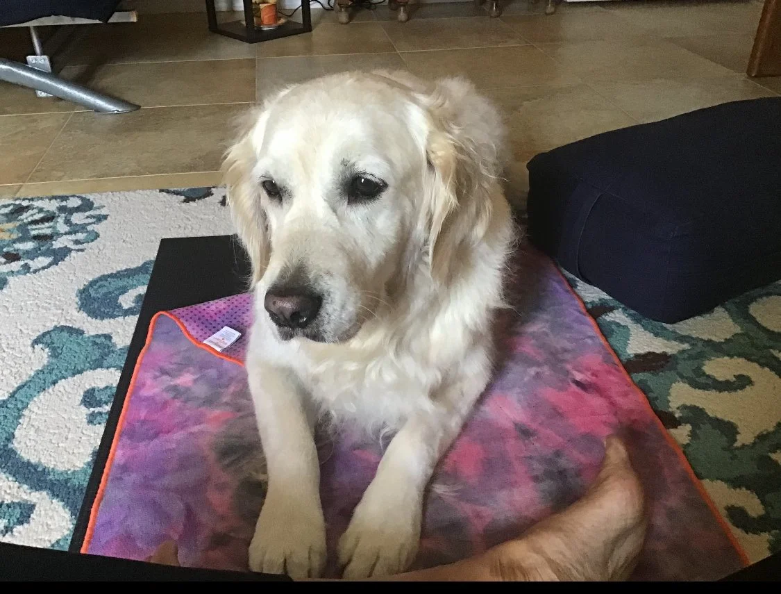 A golden retriever lying on a dog bed indoors, with part of another dog visible nearby.
