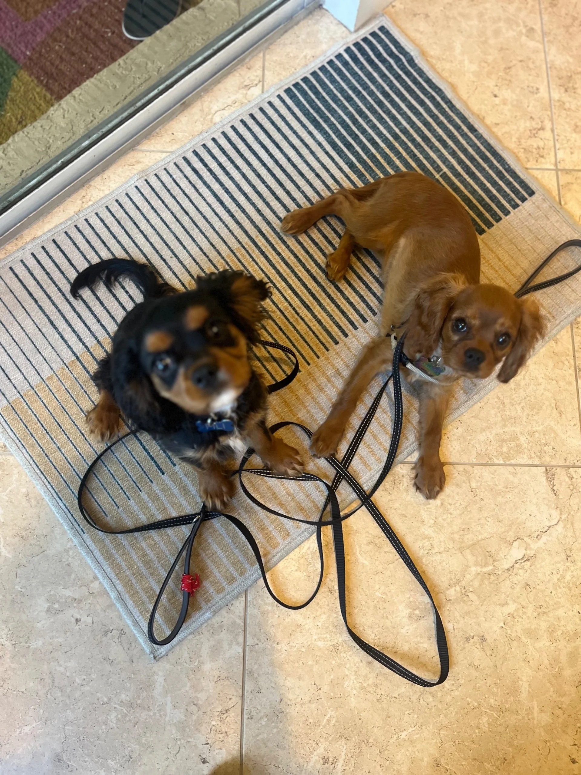 Two adorable puppies sitting on a striped rug near a glass door. One is black and tan, and the other is light brown.